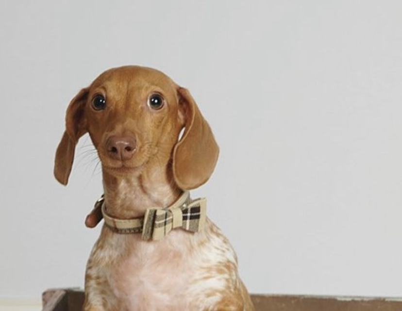 a picture of Dapper (Dap) a dog that needs a foster home.