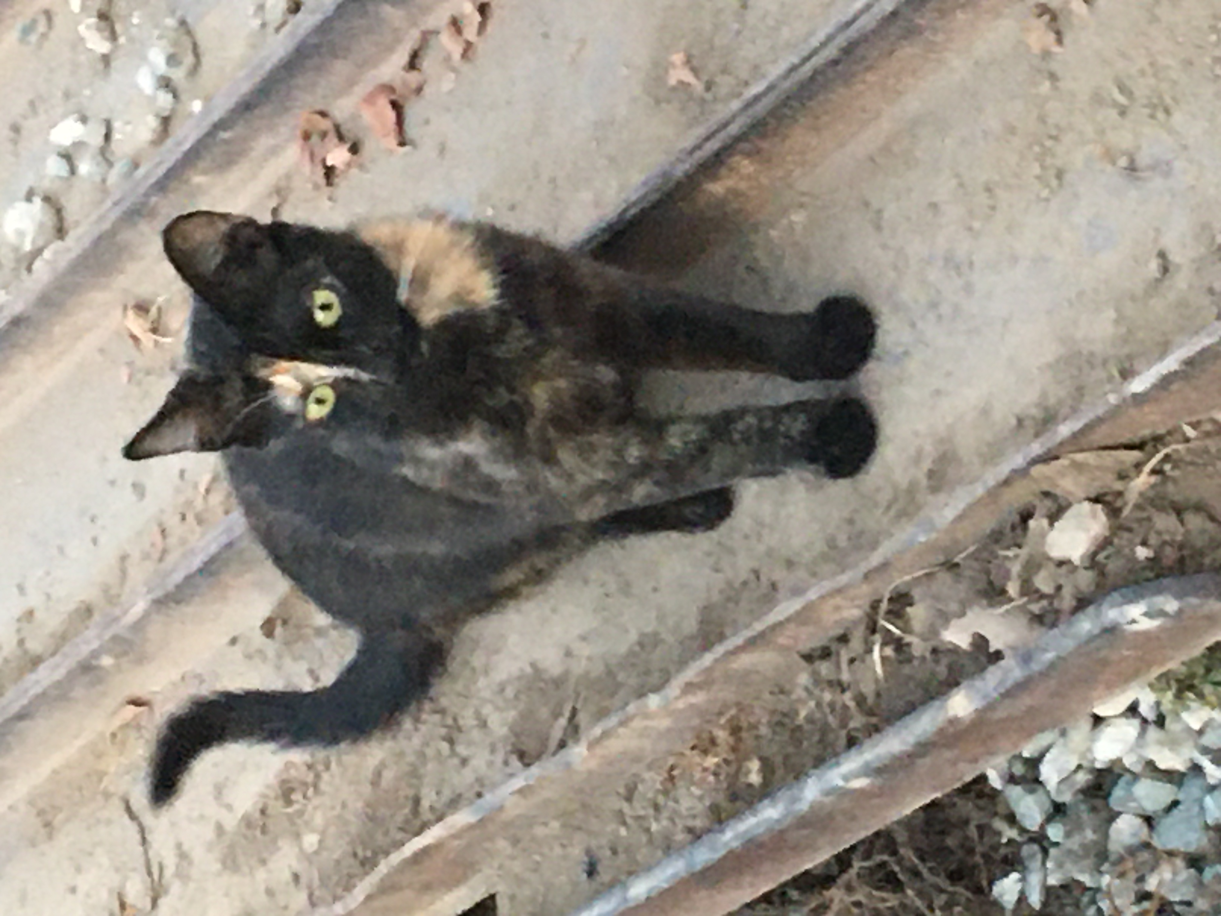 a picture of Mom and Baby a cat that needs a foster home.