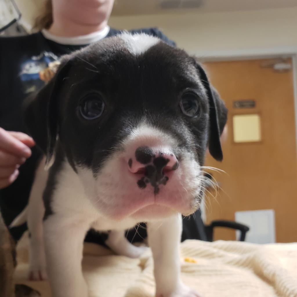 a picture of Flower Bed puppies a dog that needs a foster home.