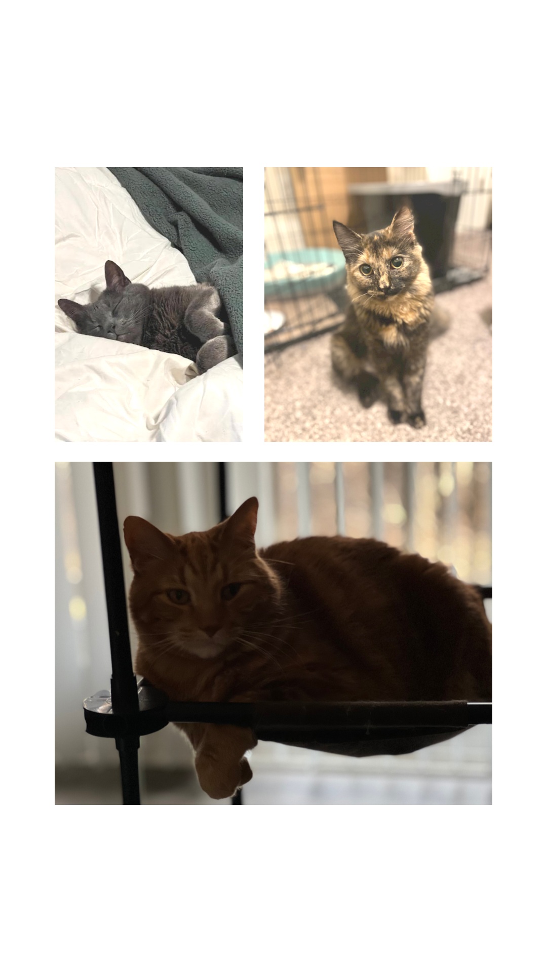 a picture of Tigger (9), Ace (7), Savvi (2) a cat that needs a foster home.
