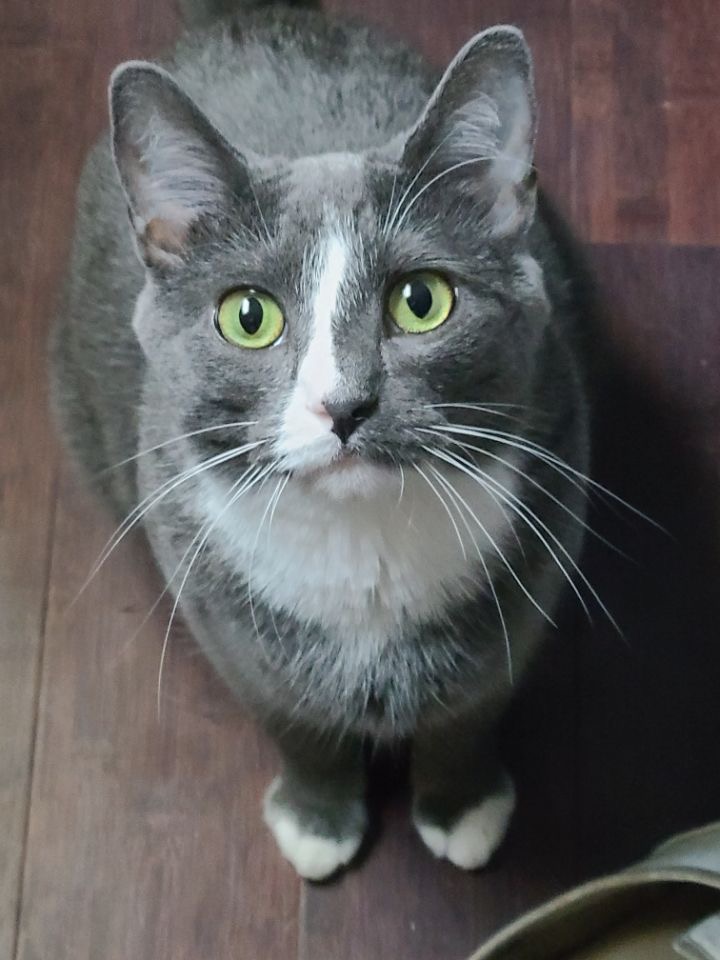 a picture of Jade a cat that needs a foster home.