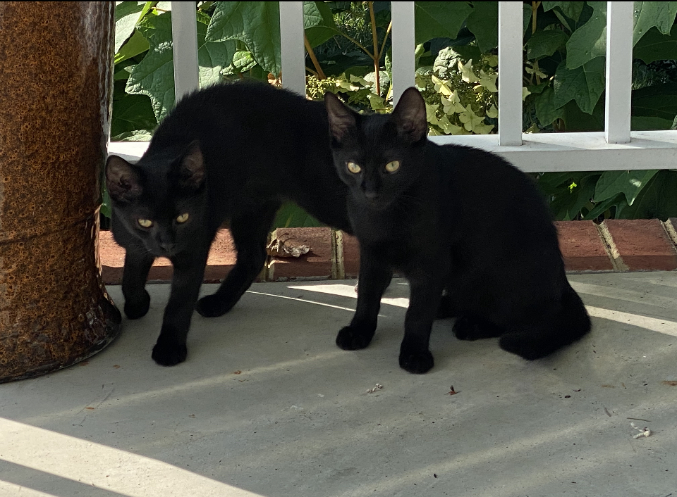 a picture of Bean & Walmart a cat that needs a foster home.