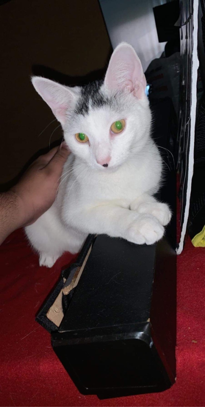 a picture of Ghost a cat that needs a foster home.