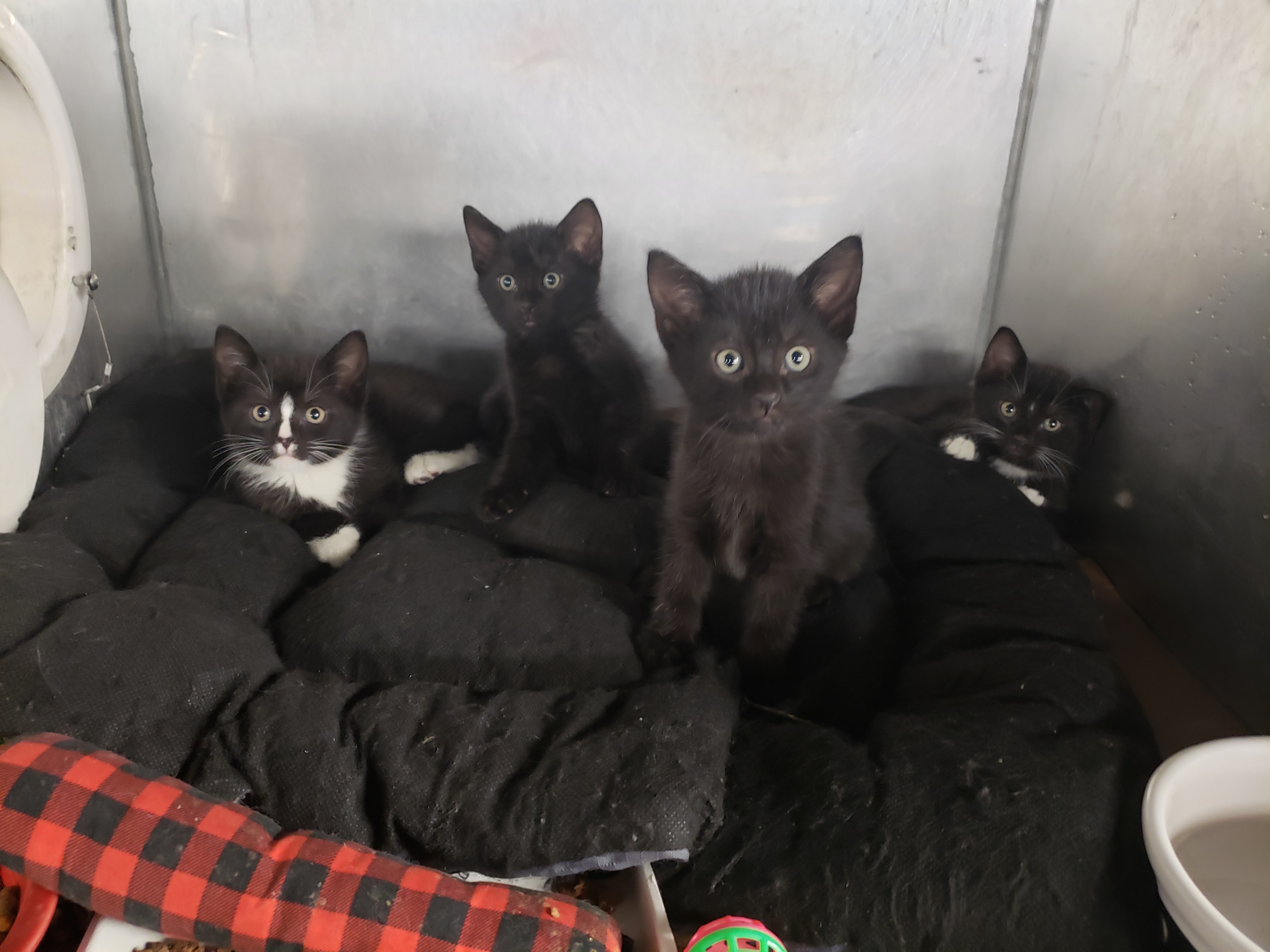 a picture of Nova, Leo, Orion, and Atlas a cat that needs a foster home.