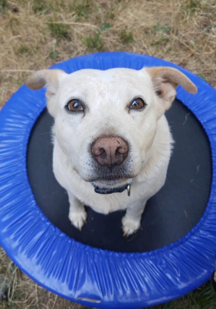 a picture of Buster a dog that needs a foster home.