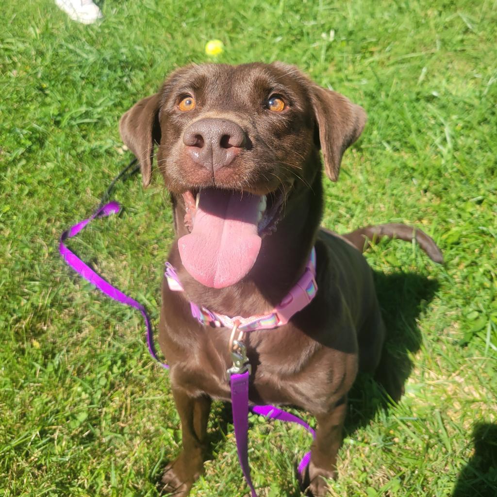 a picture of Truffles a dog that needs a foster home.