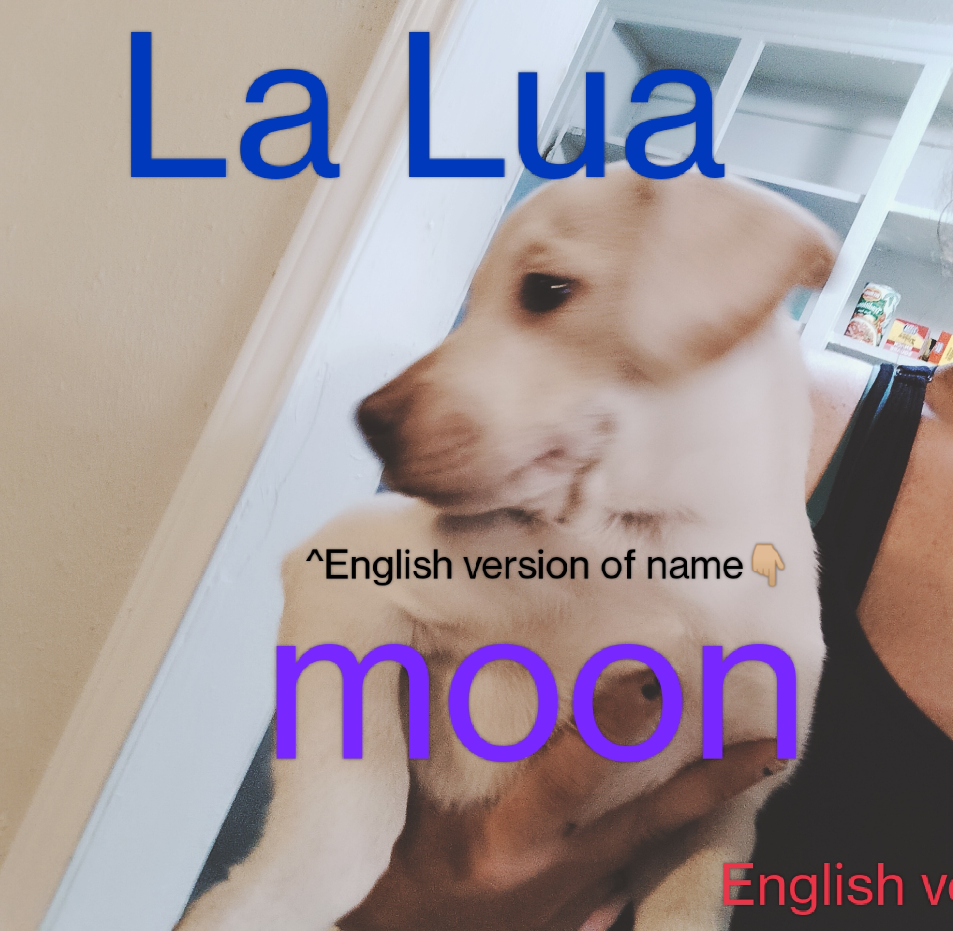 a picture of La Lua  a dog that needs a foster home.
