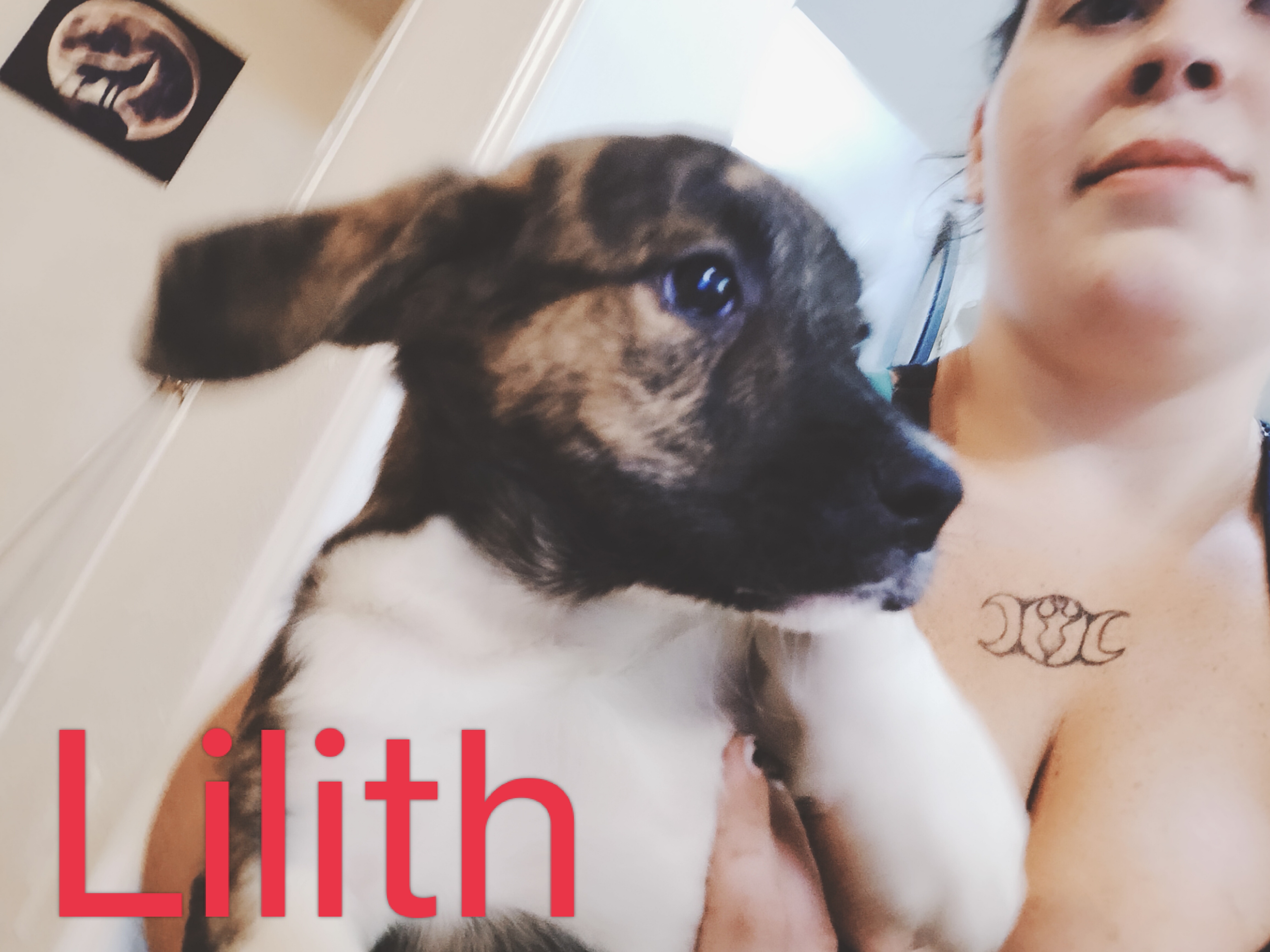 a picture of Lilith  a dog that needs a foster home.