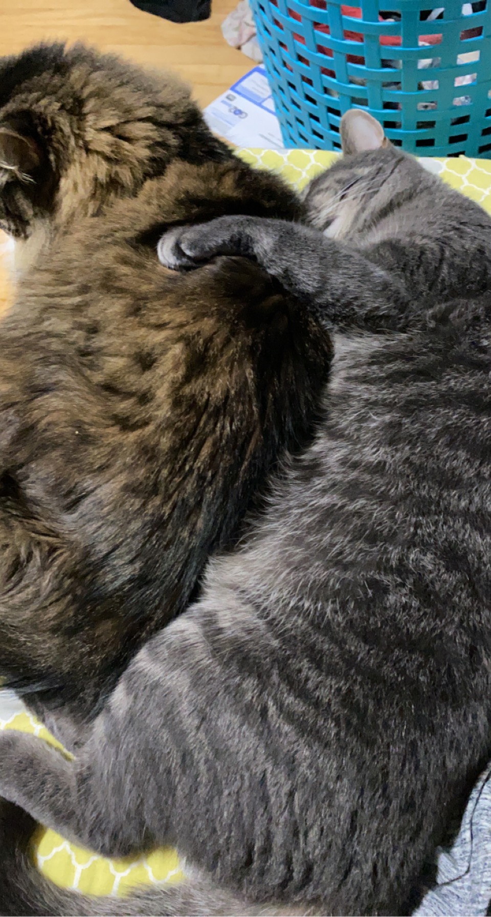 a picture of Maine coon is Oliver and the grey tiger is Milo a cat that needs a foster home.
