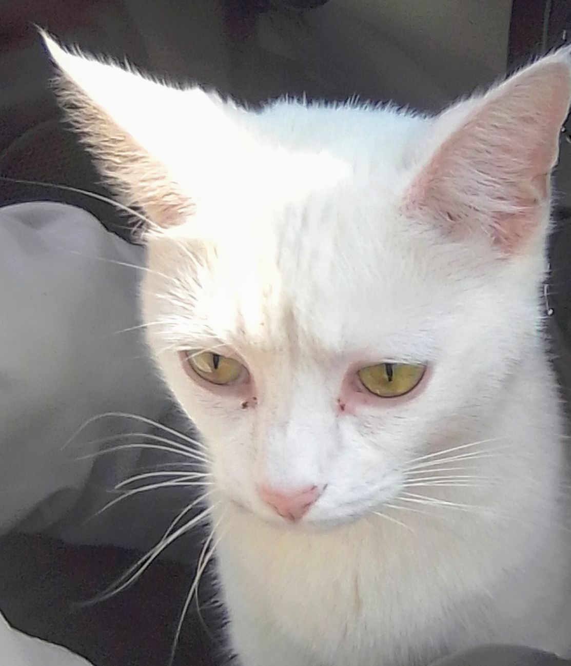 a picture of Falkor, kitten kat, danger a cat that needs a foster home.