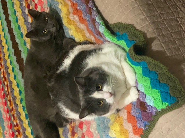 a picture of Zorro (Grey) + Swirl (White & grey) a cat that needs a foster home.