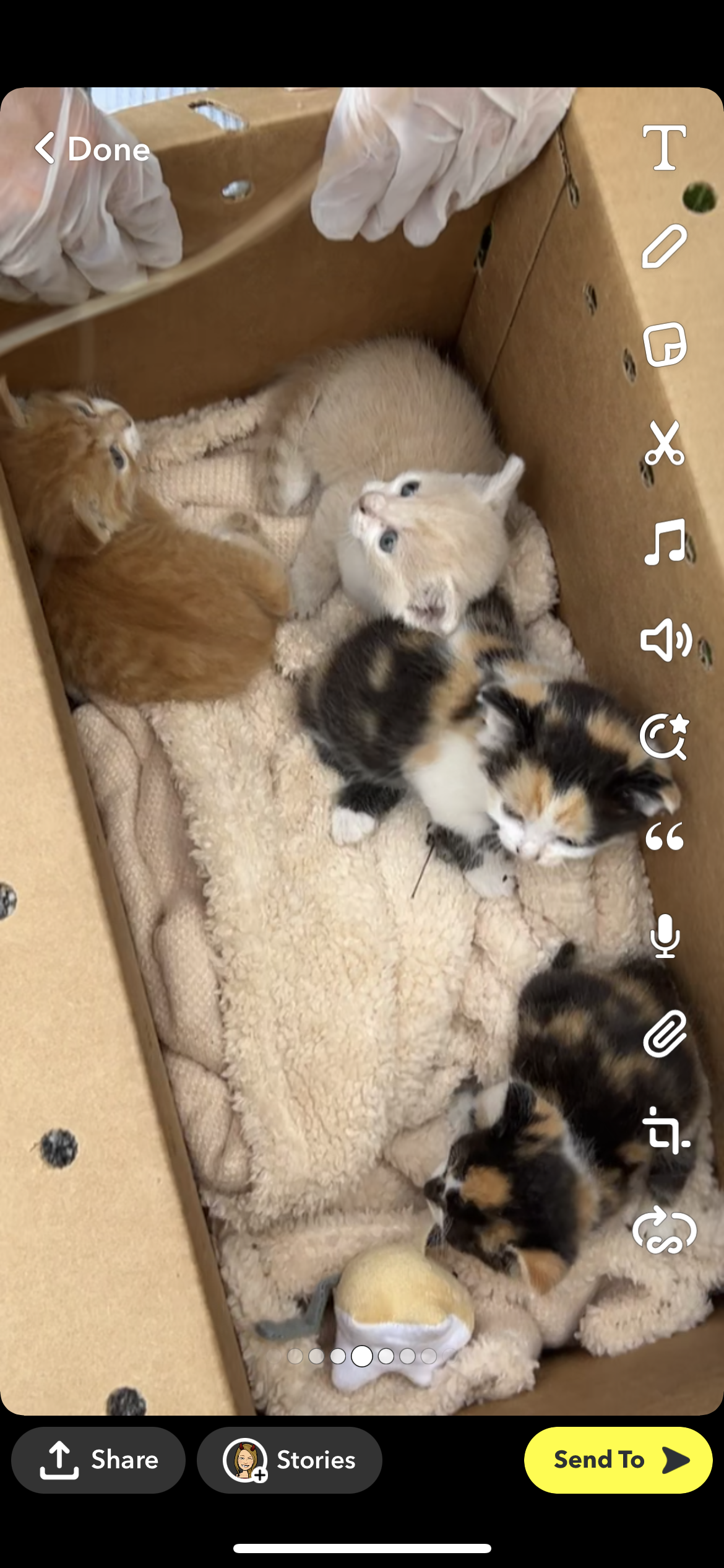 a picture of no names given they are found abandoned in a bush a cat that needs a foster home.