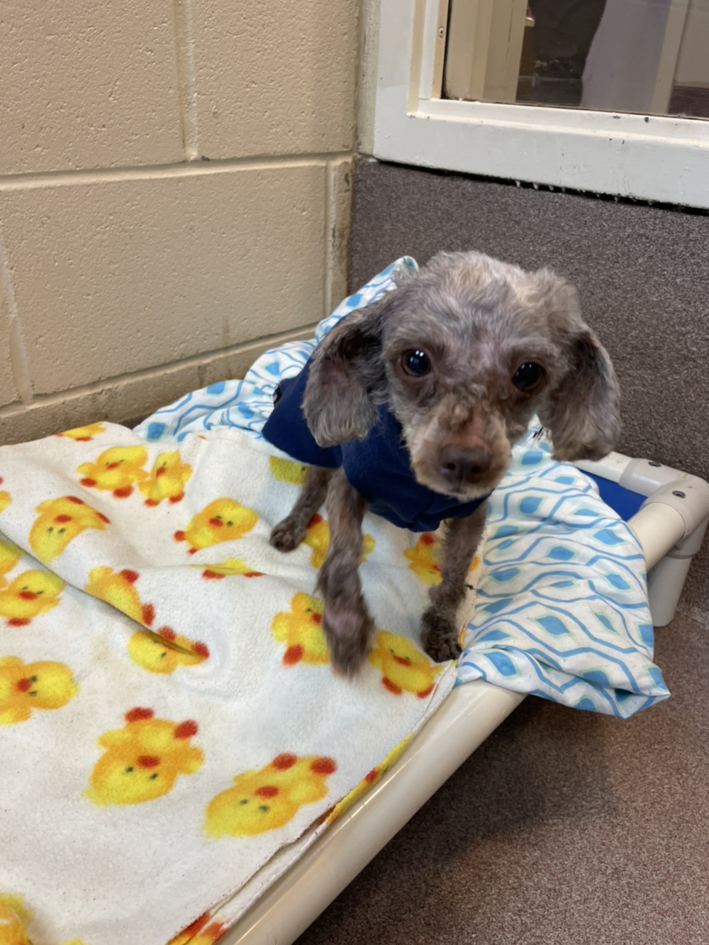 a picture of Poodle a dog that needs a foster home.