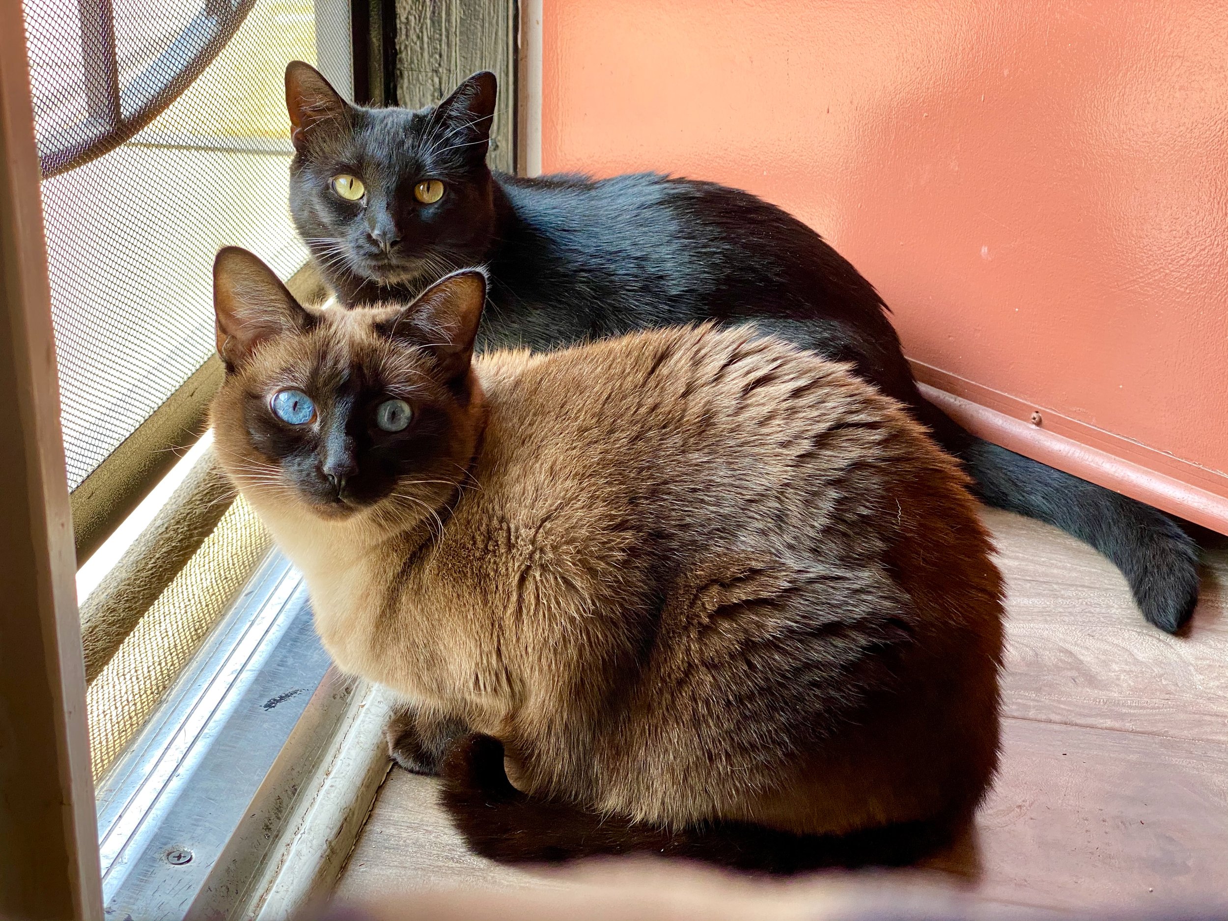 a picture of Xena & Zoya a cat that needs a foster home.