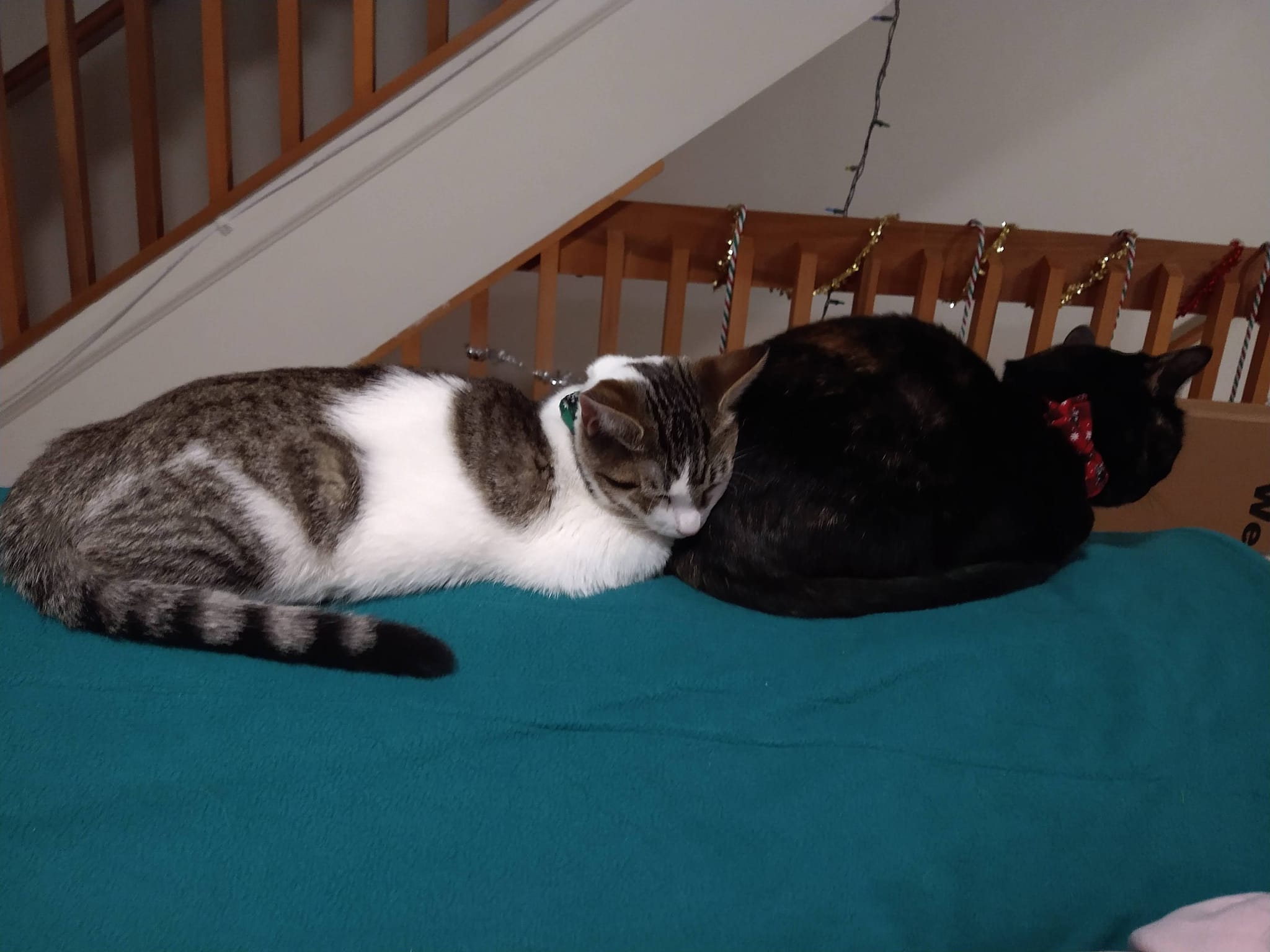 a picture of Milo and Calista (Cali) a cat that needs a foster home.