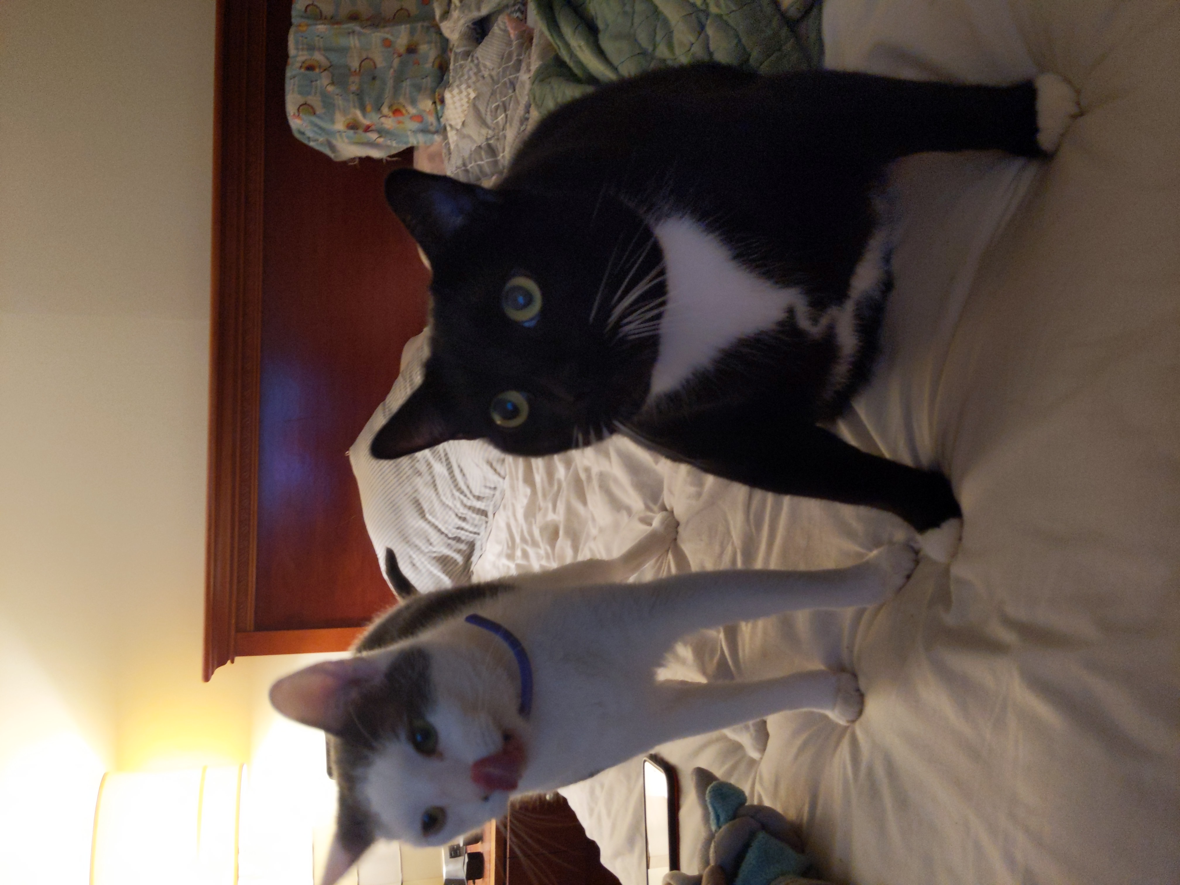 a picture of Nibbler & Bender a cat that needs a foster home.