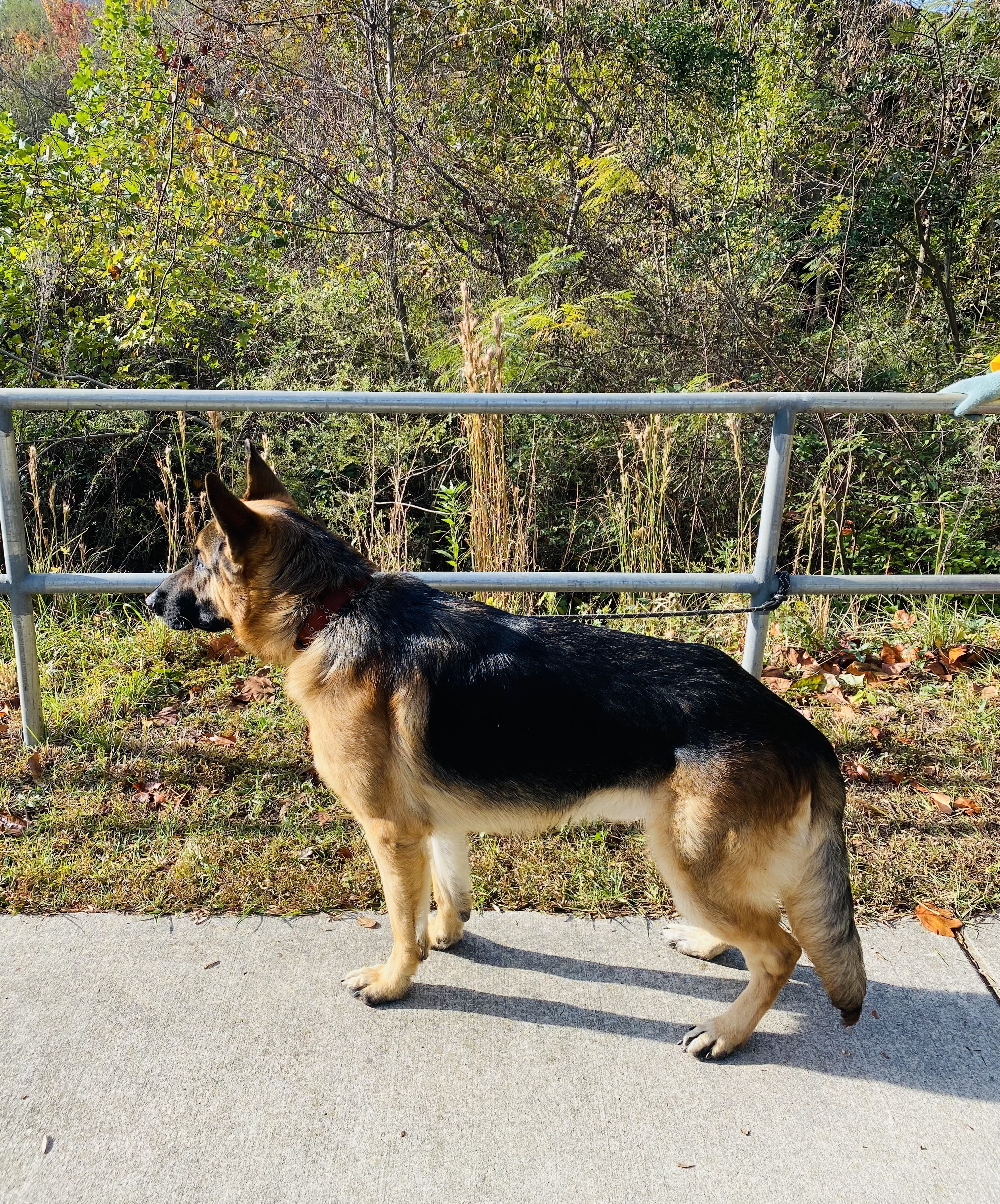 a picture of Kodi, (Shepherd male ) Chunky, Pac & Frost (7 month old kittens 2 females 1 male) a dog that needs a foster home.