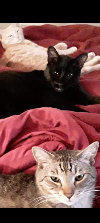 a picture of Monster Boy, Doom and Leo a cat that needs a foster home.