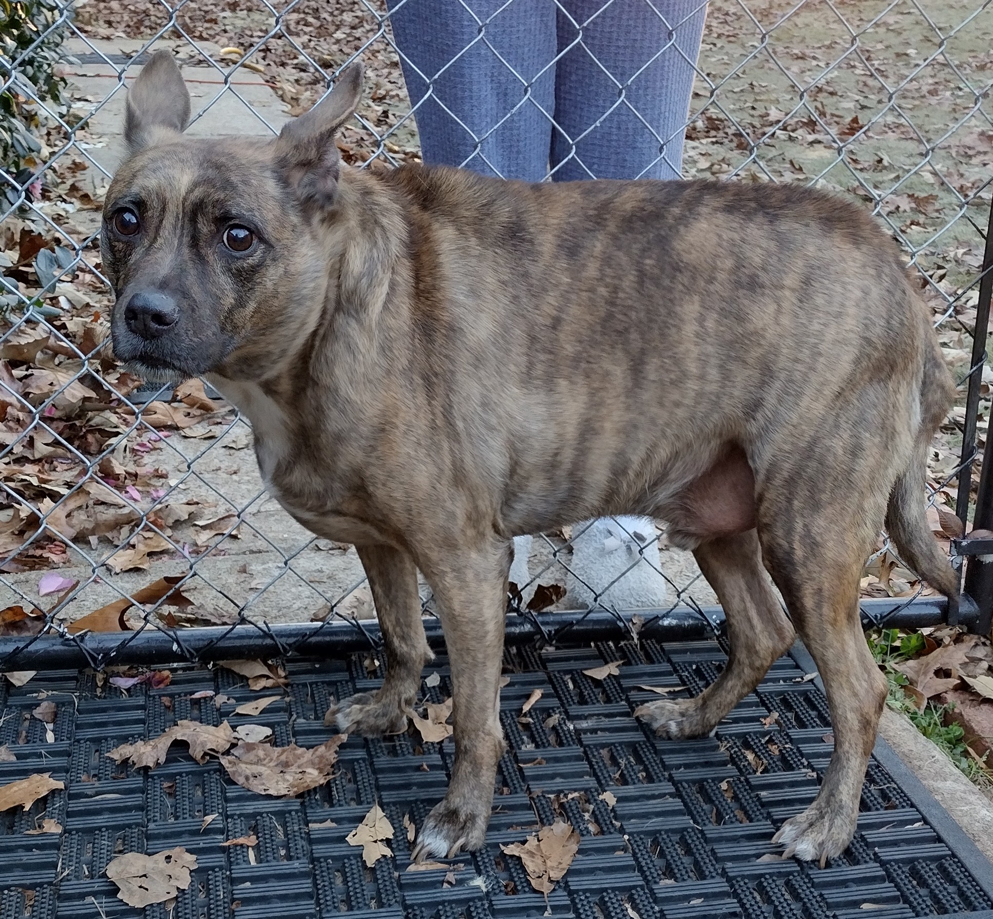 a picture of Batman a dog that needs a foster home.