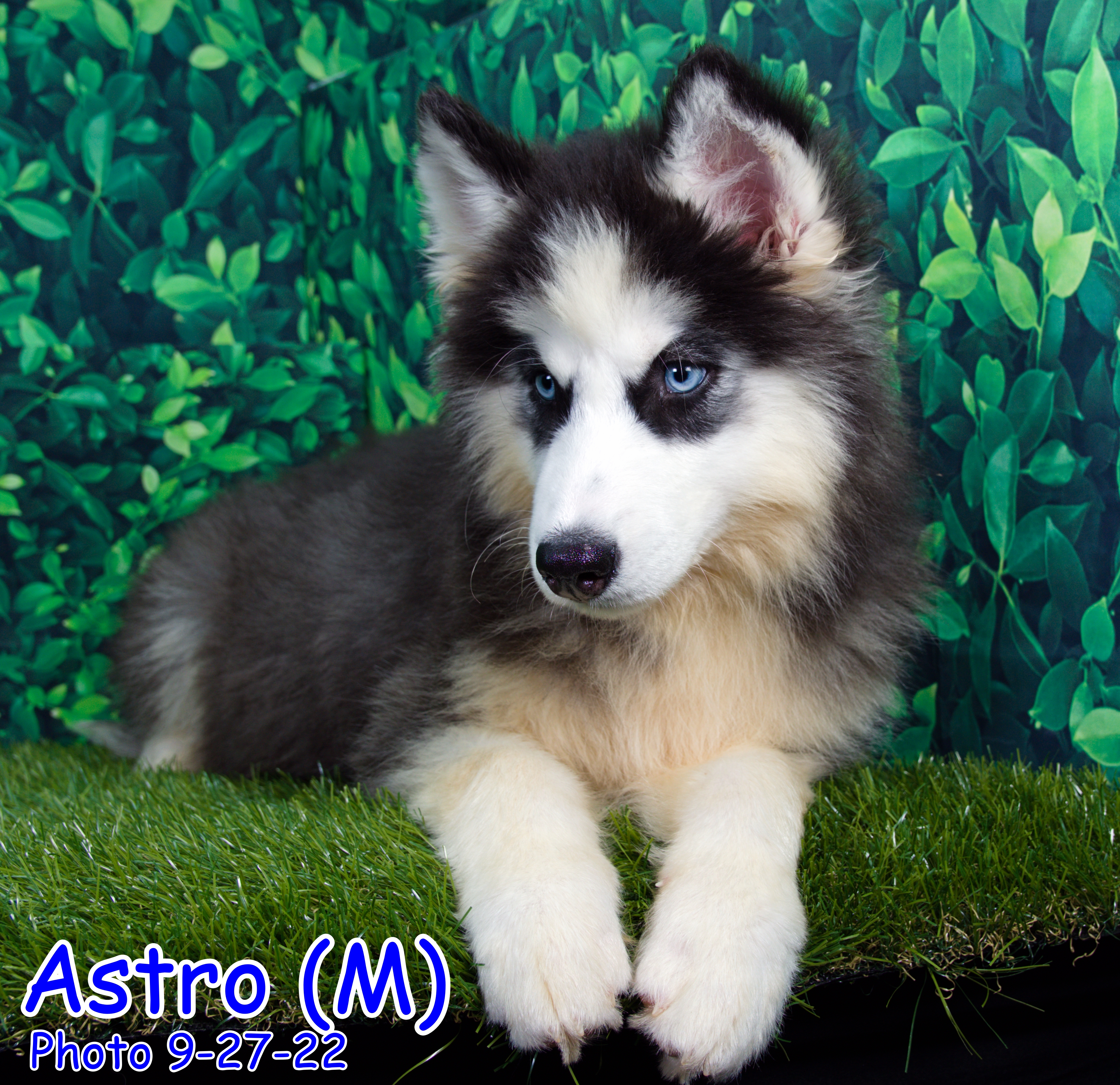 a picture of Astro a dog that needs a foster home.