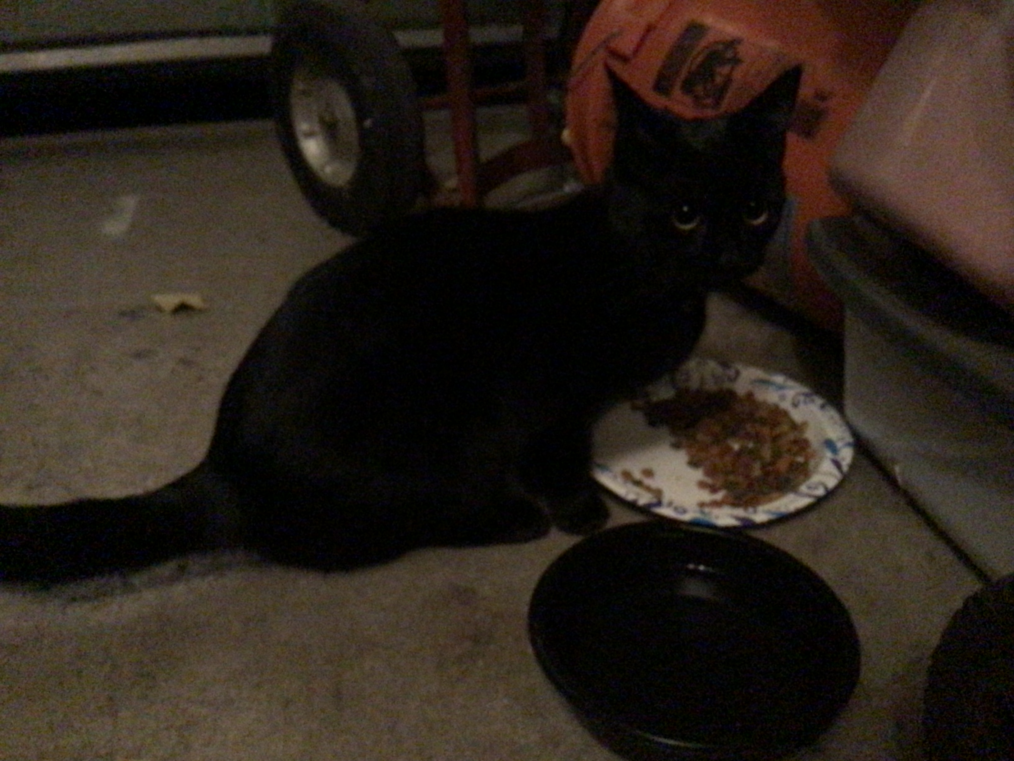 a picture of Black cat with pink/gray collar w/bell a cat that needs a foster home.