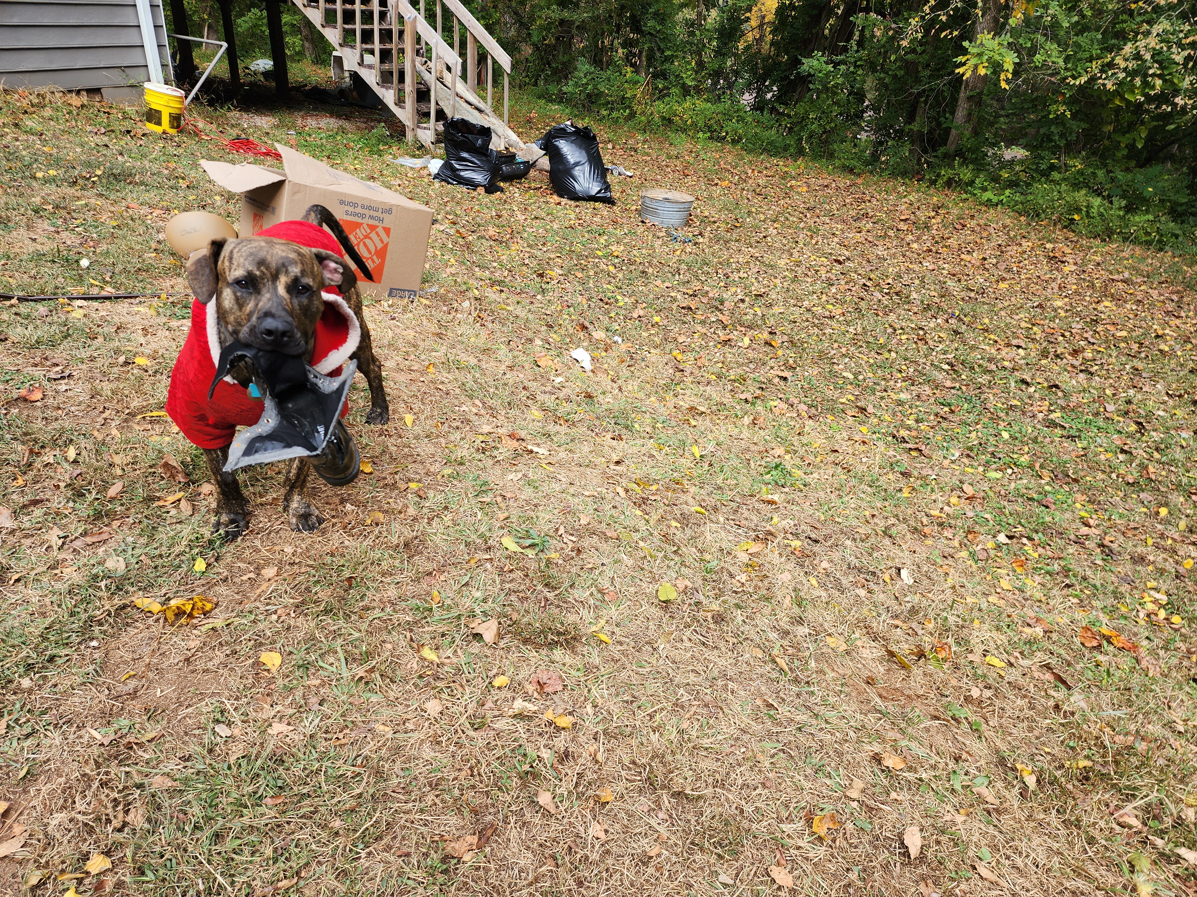 a picture of Little Buddy a dog that needs a foster home.