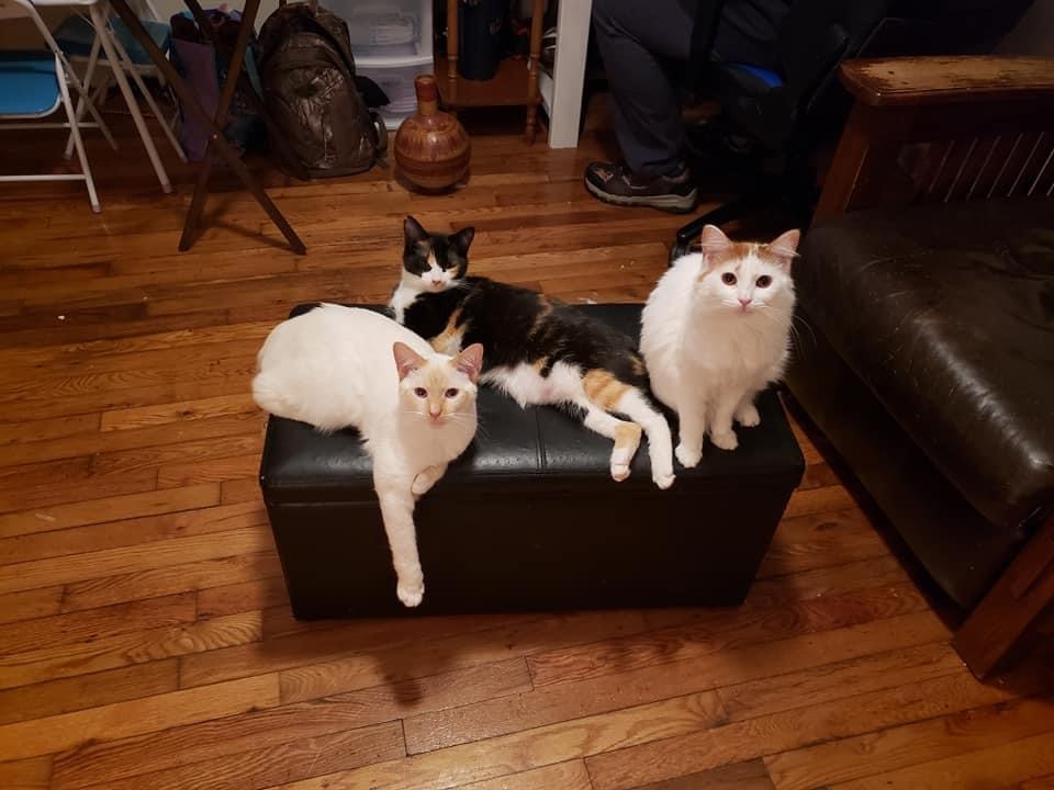 a picture of Freya, Beyla, Odin a cat that needs a foster home.