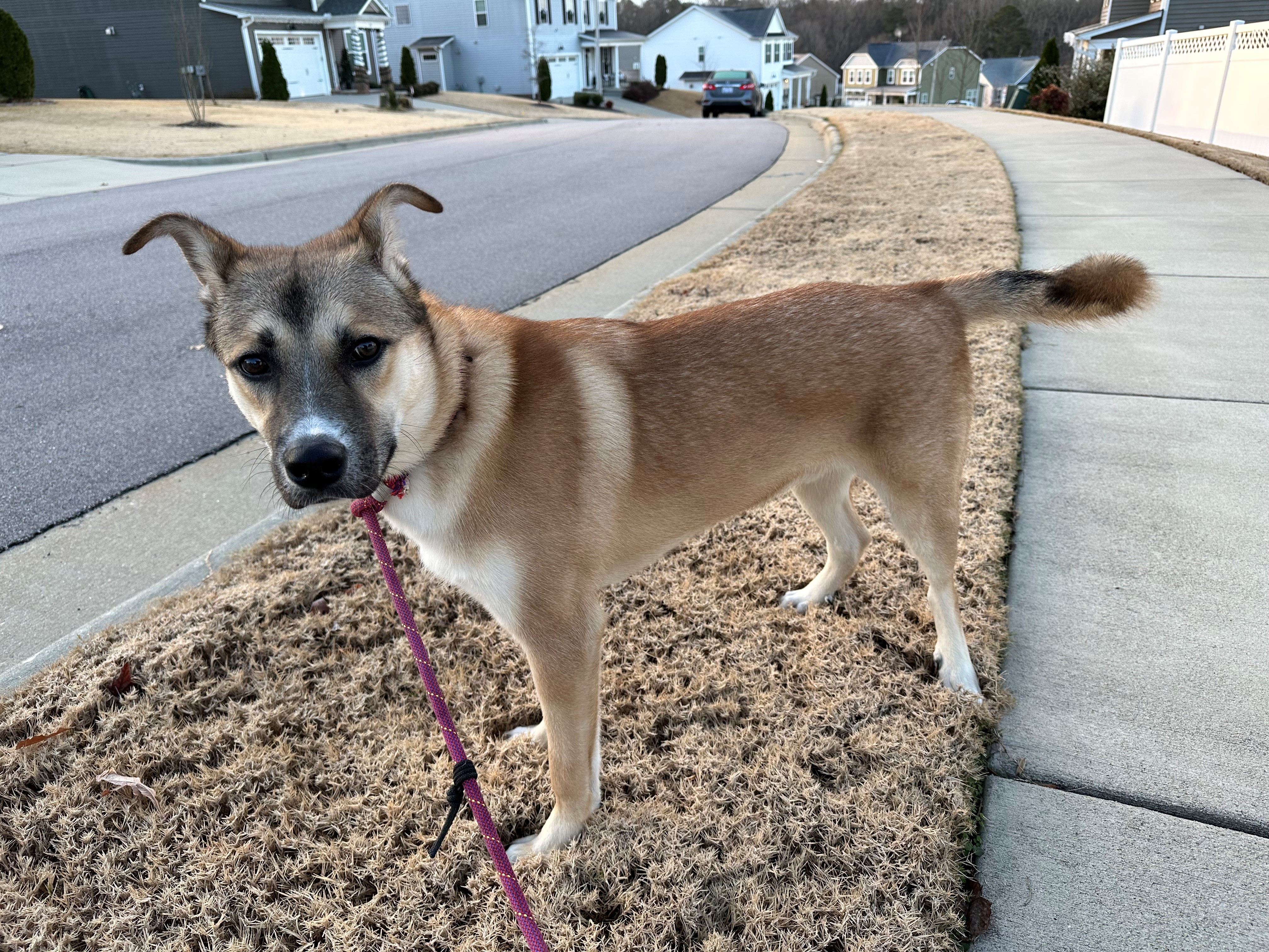 a picture of Naruto a dog that needs a foster home.