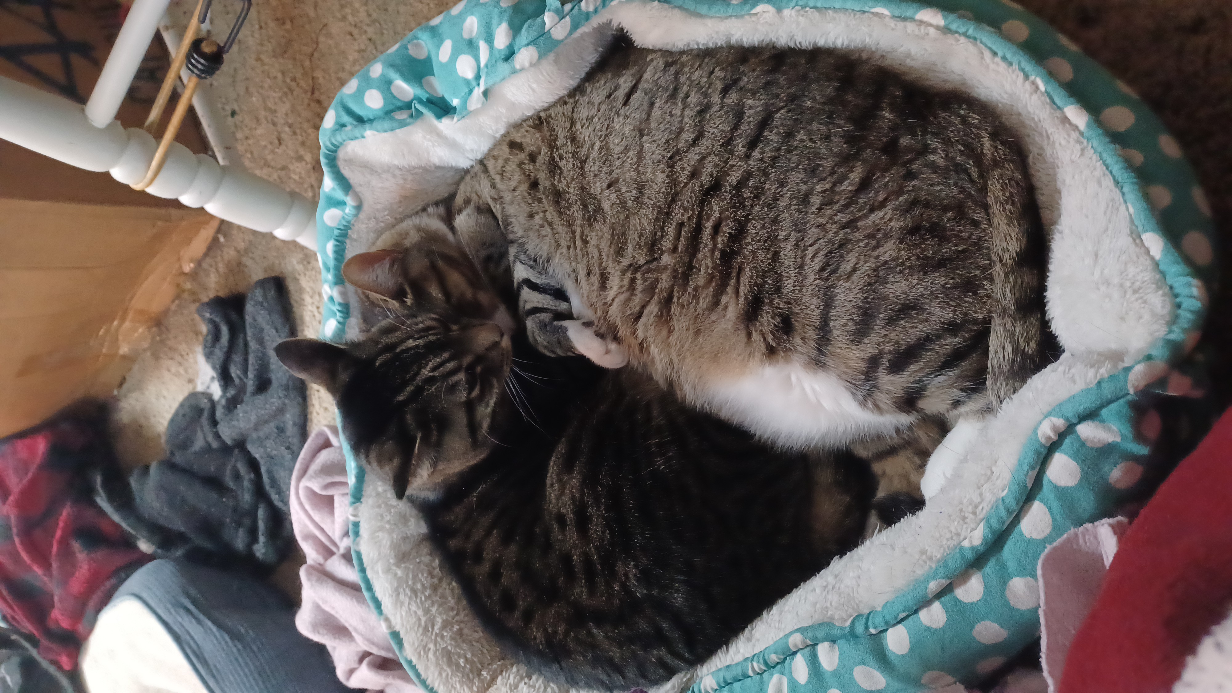 a picture of Abba and Lily a cat that needs a foster home.