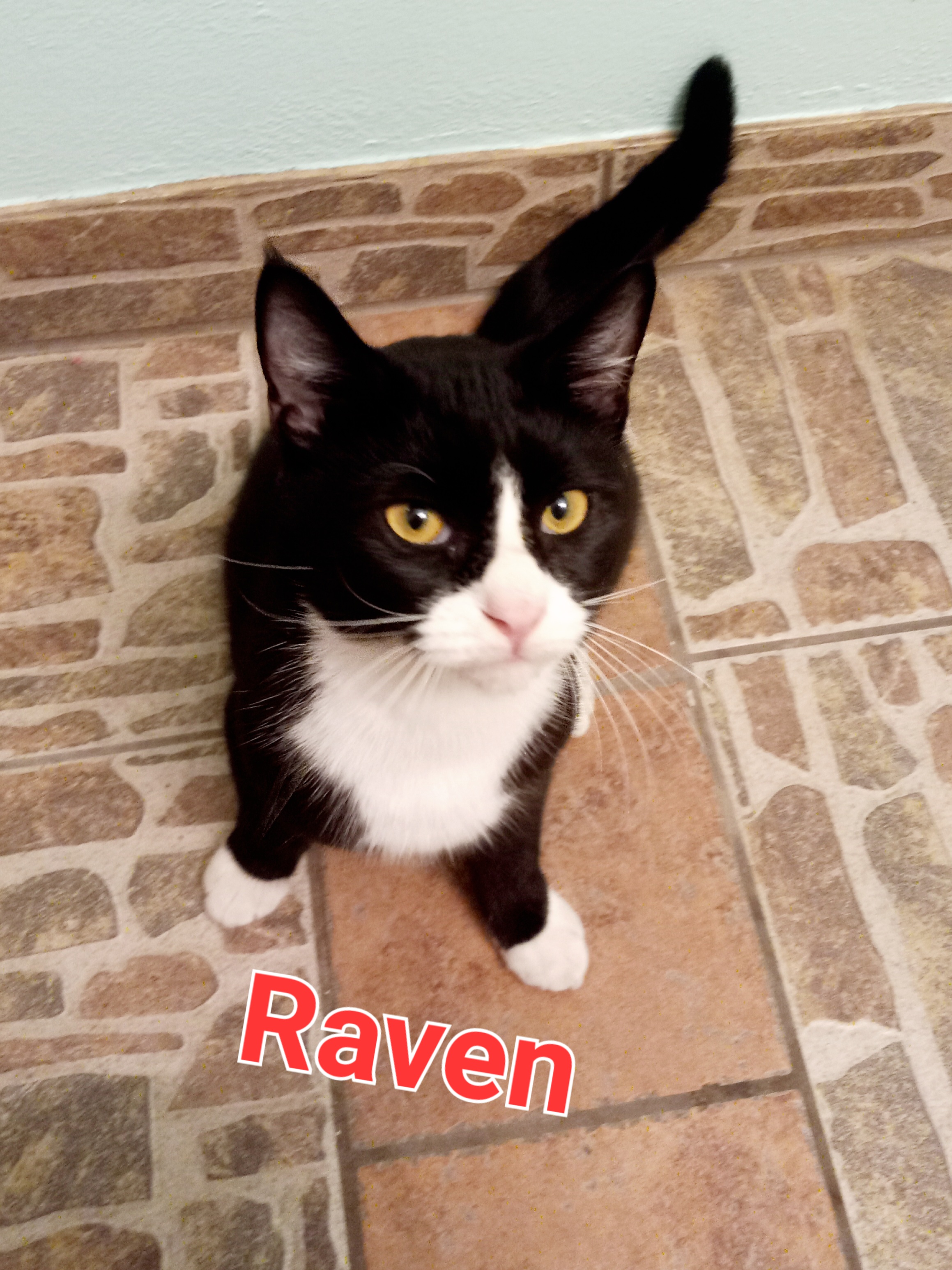 a picture of Raven  a cat that needs a foster home.