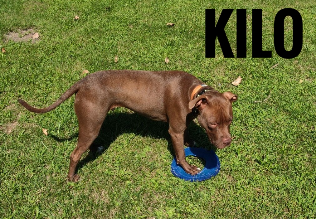 a picture of Kilo a dog that needs a foster home.
