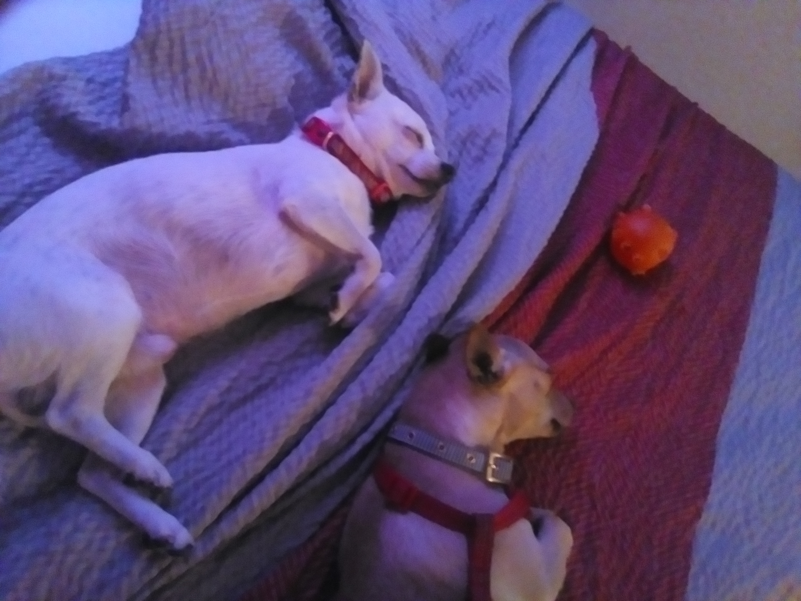 a picture of Migo and peanut a dog that needs a foster home.