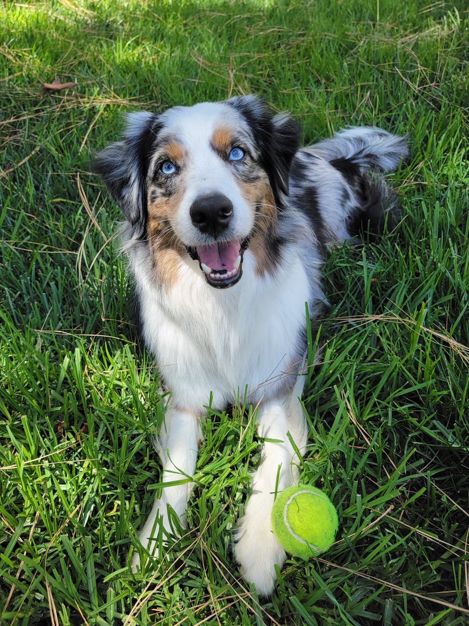 a picture of Murphy a dog that needs a foster home.