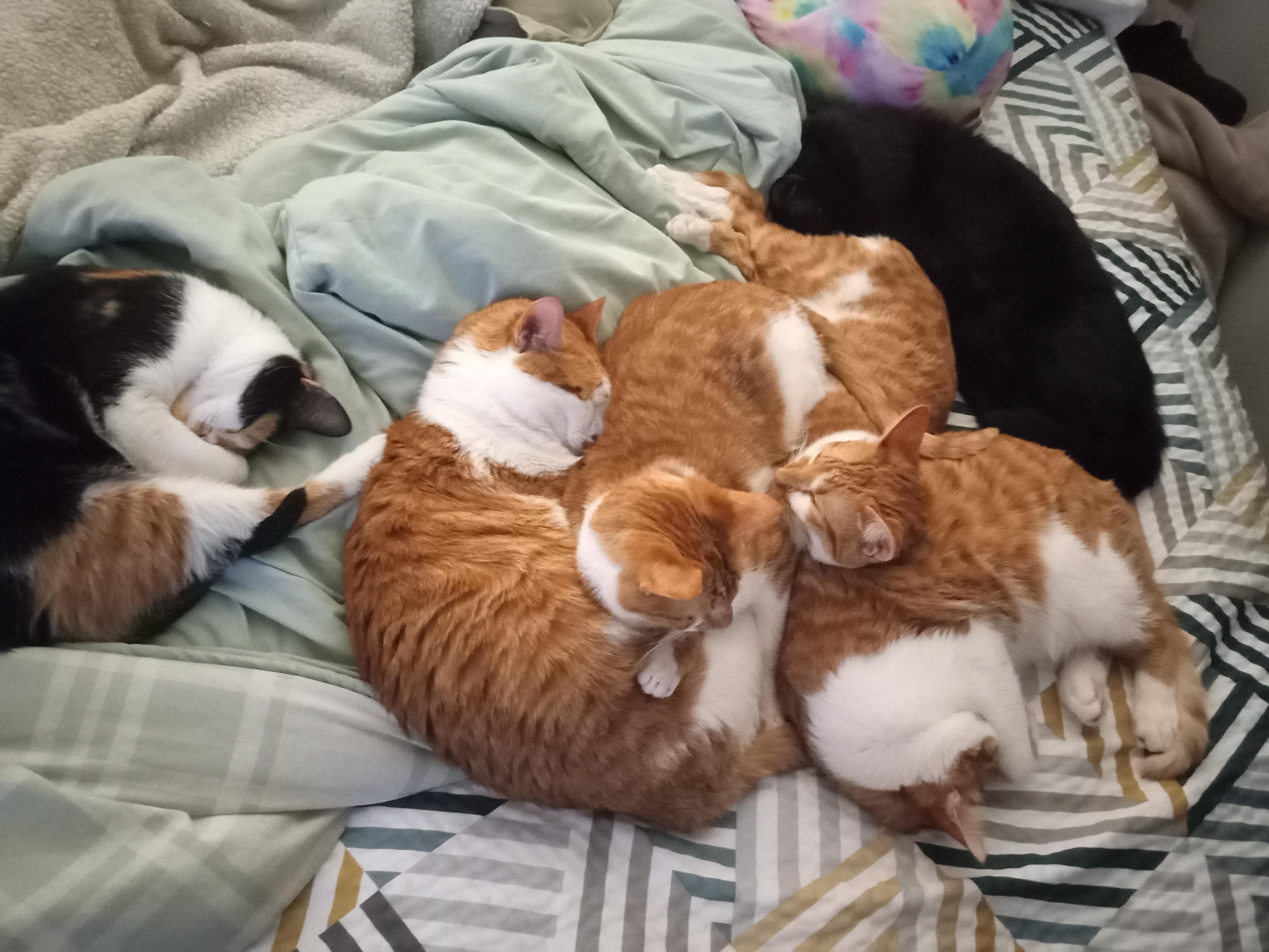 a picture of Odin, Freya, Vlad, Hela, Thor and Loki a cat that needs a foster home.