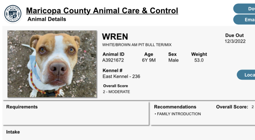 a picture of Wren a dog that needs a foster home.