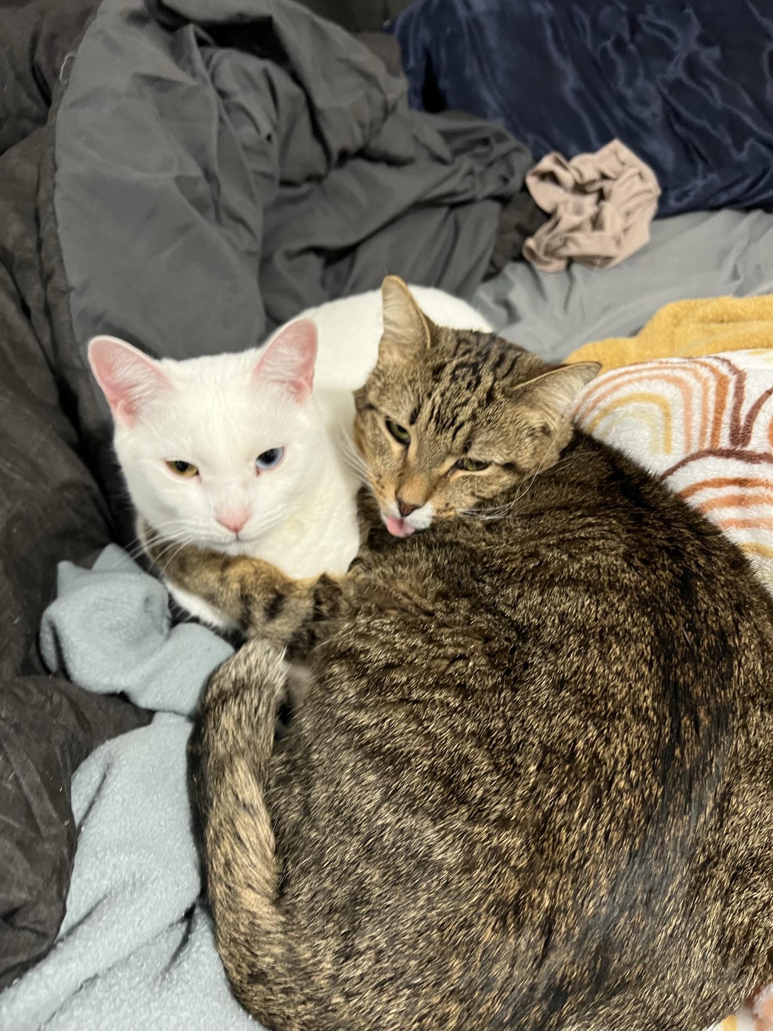 a picture of Mouse and Bear a cat that needs a foster home.