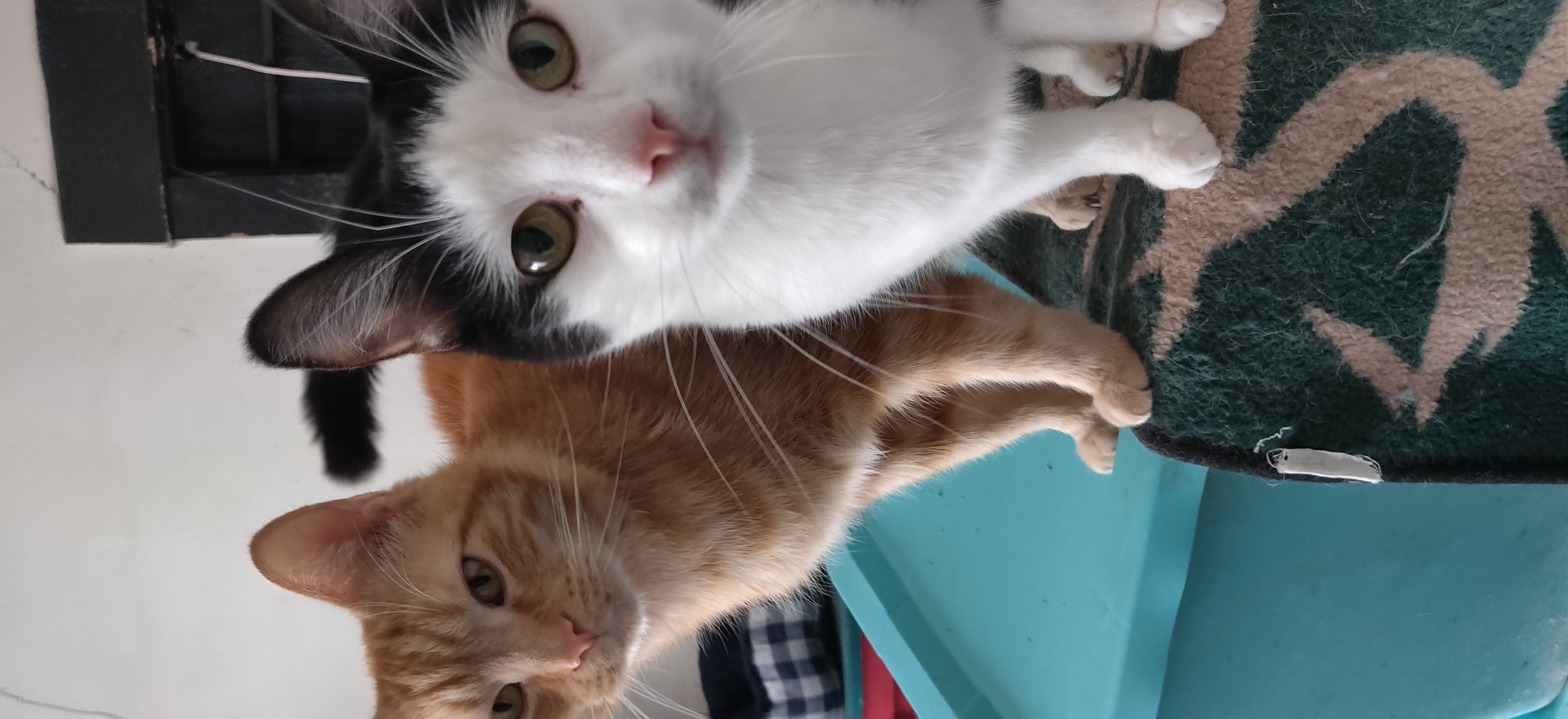 a picture of Evan (orange) and Jack (tuxedo) a cat that needs a foster home.