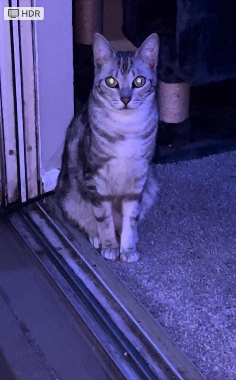a picture of Grey striped  a cat that needs a foster home.