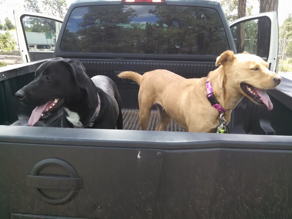 a picture of Daisy and Duke a dog that needs a foster home.