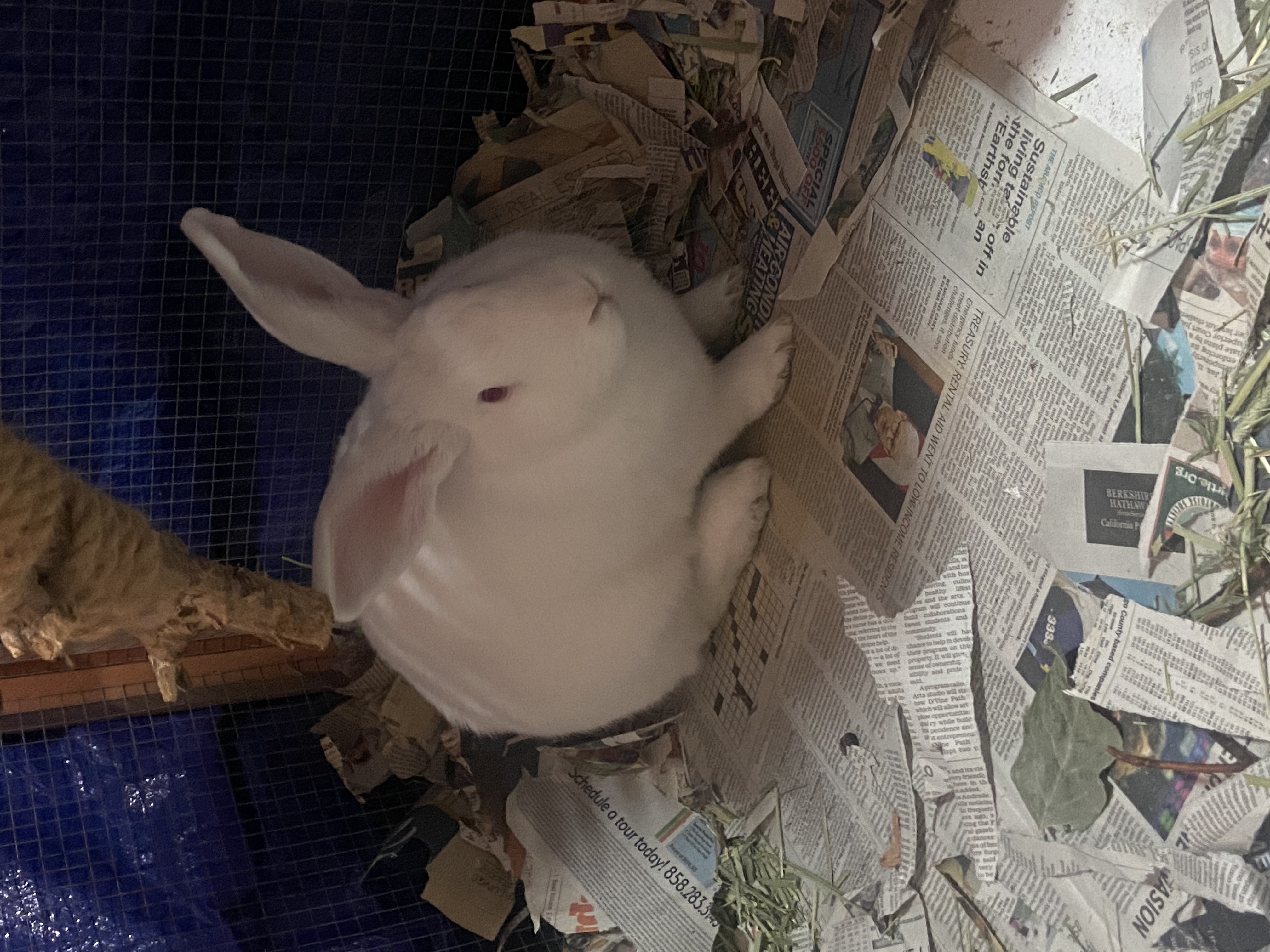 a picture of Mr Rabbit a other that needs a foster home.