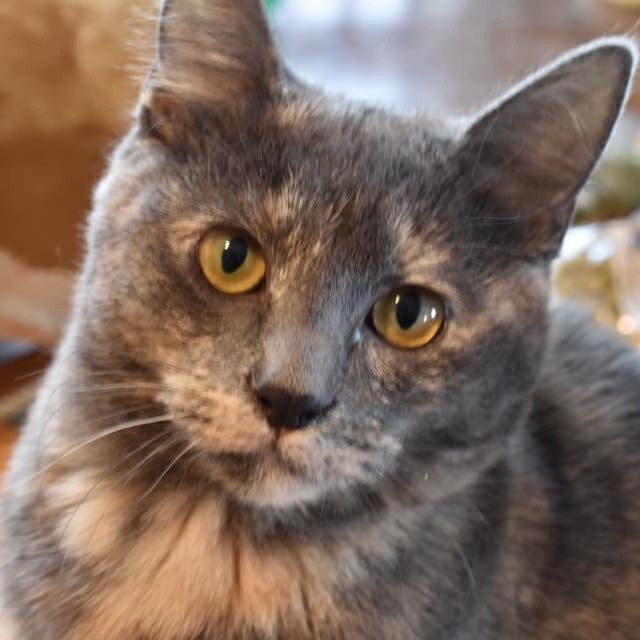 a picture of Lenore a cat that needs a foster home.
