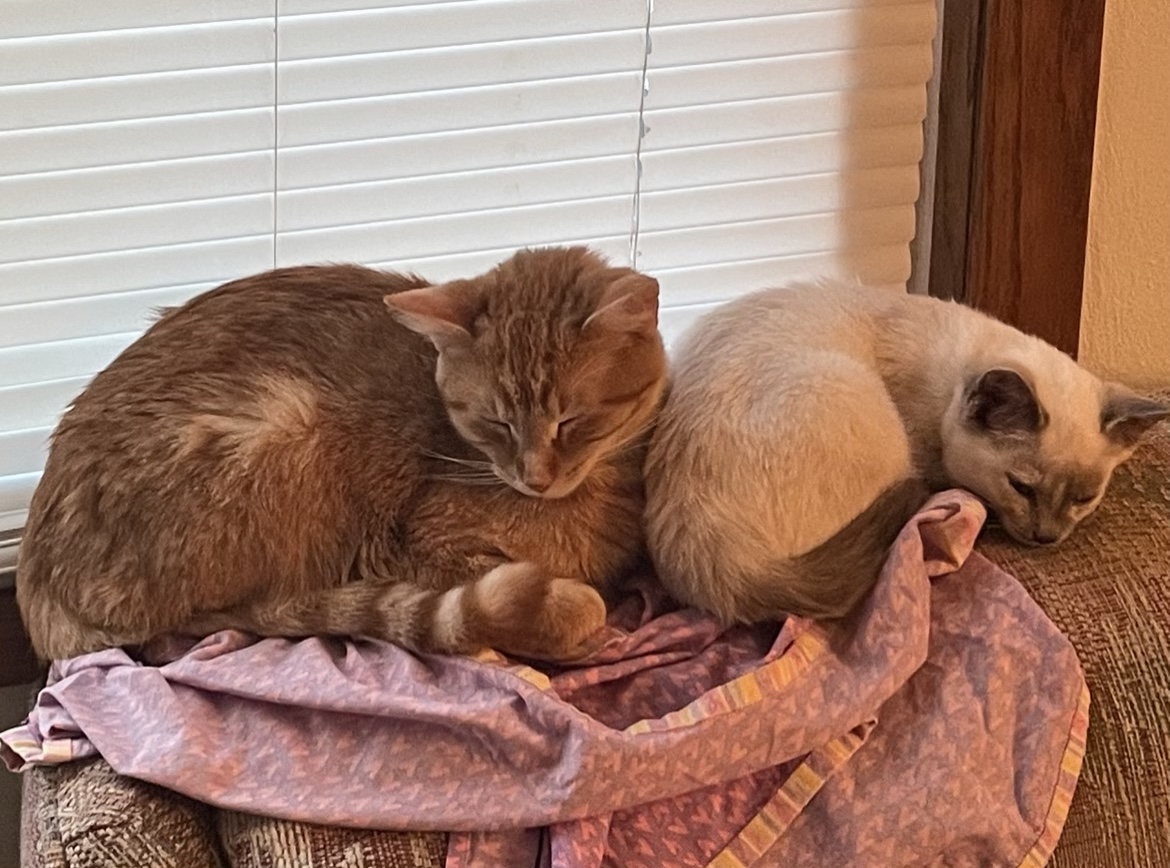 a picture of Ember (orange) Mochi (Siamese) a cat that needs a foster home.