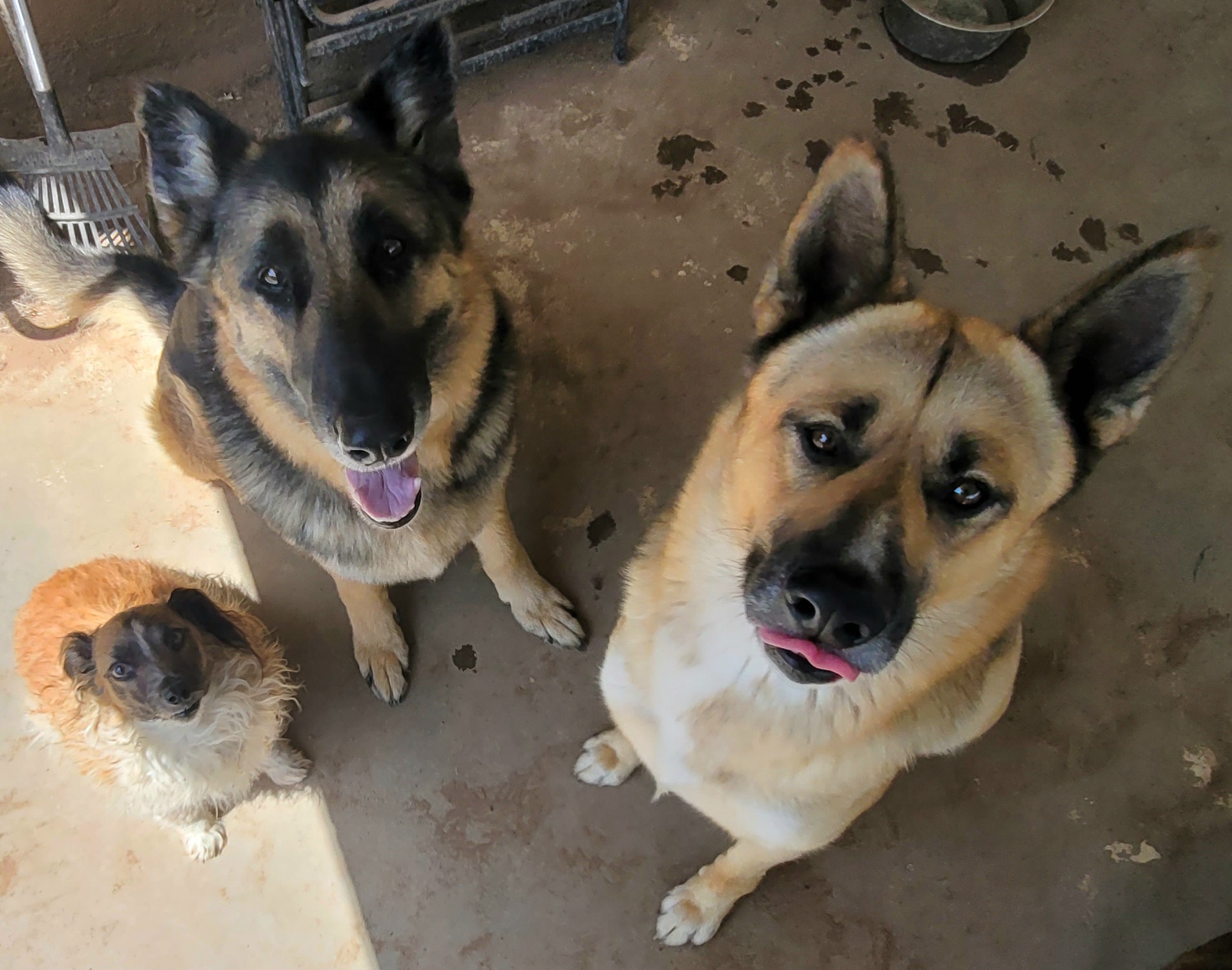 a picture of Maximus,  Achilles,  and Leonidas  a dog that needs a foster home.