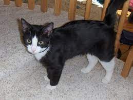 a picture of Sweet Pea a cat that needs a foster home.