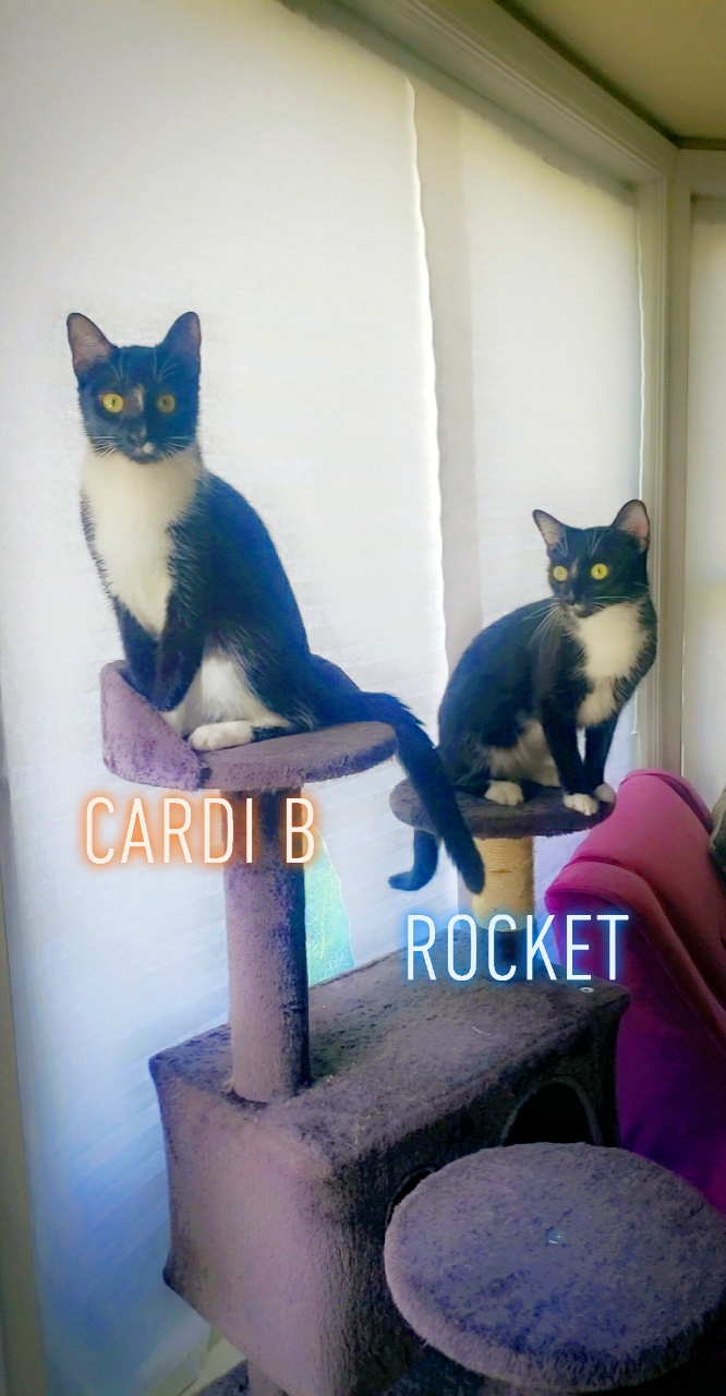 a picture of Ino is Grey, Rocket is black with small white paws, Cardi B is black with long white paws a cat that needs a foster home.