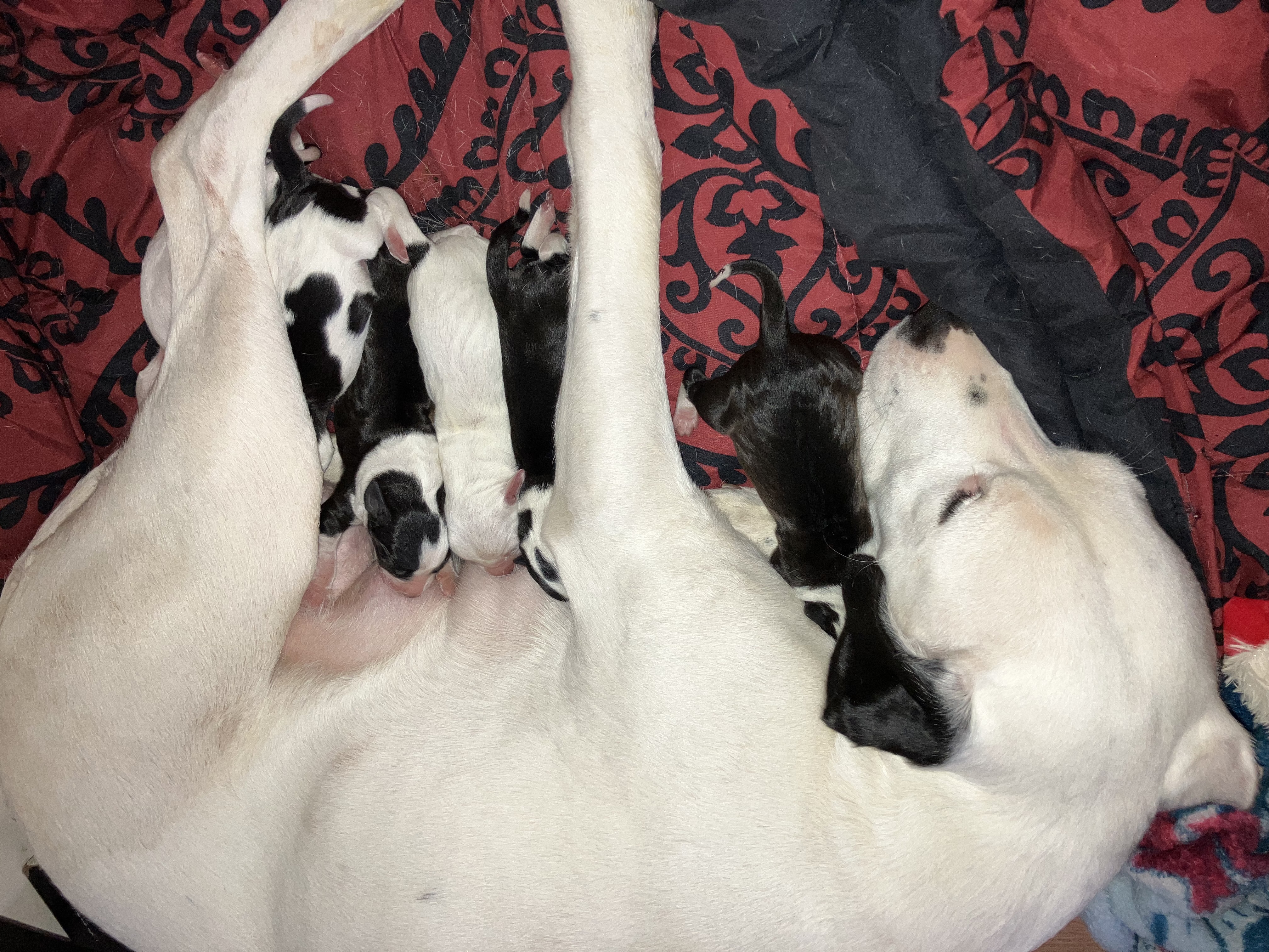 a picture of Lala (mom) and 6puppies a dog that needs a foster home.