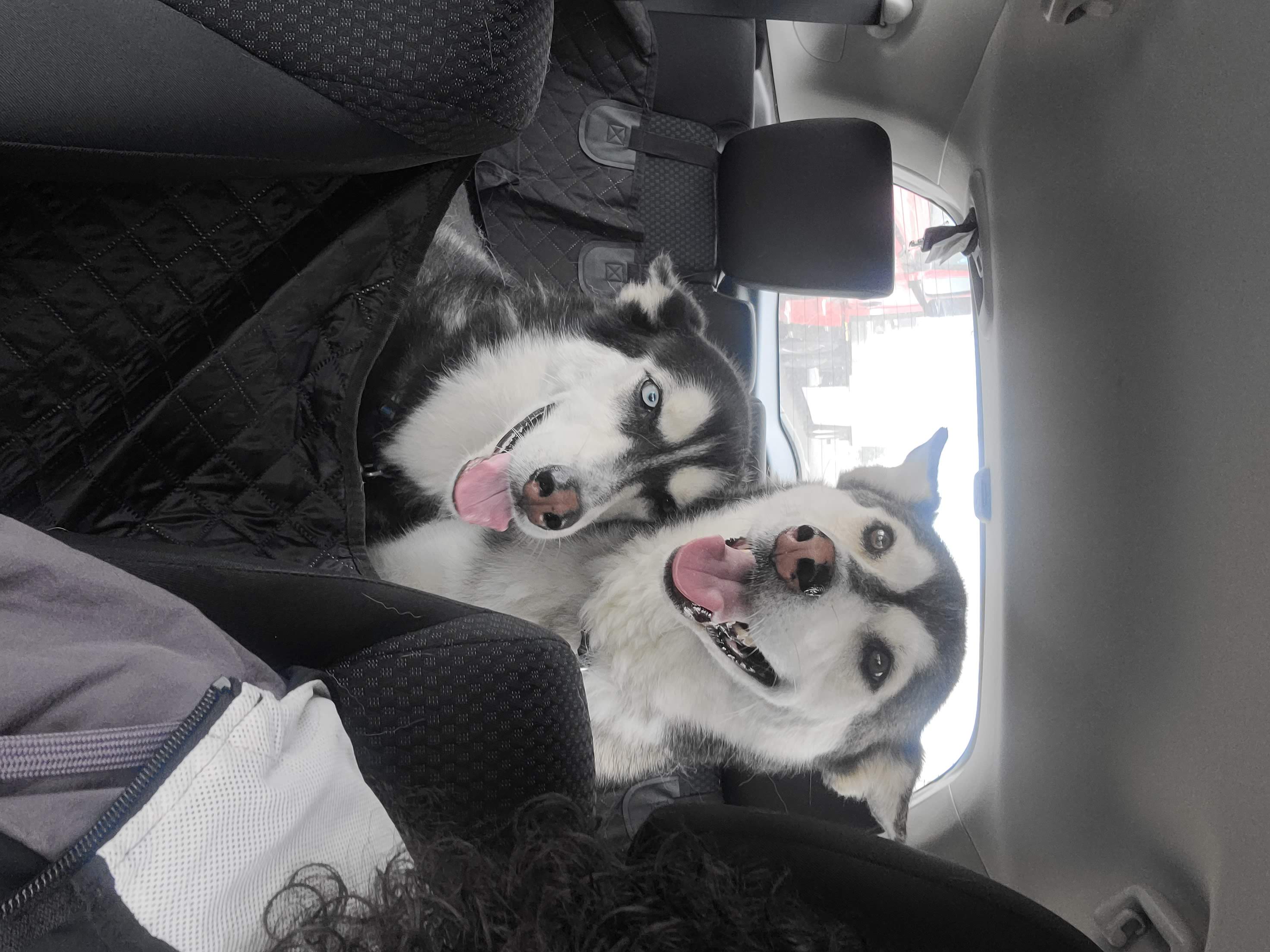 a picture of Ivy(husky) & Harley (malamute) a dog that needs a foster home.