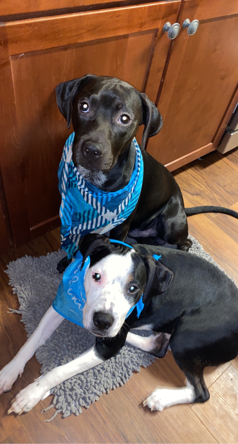 a picture of Chocolate man & bowser a dog that needs a foster home.