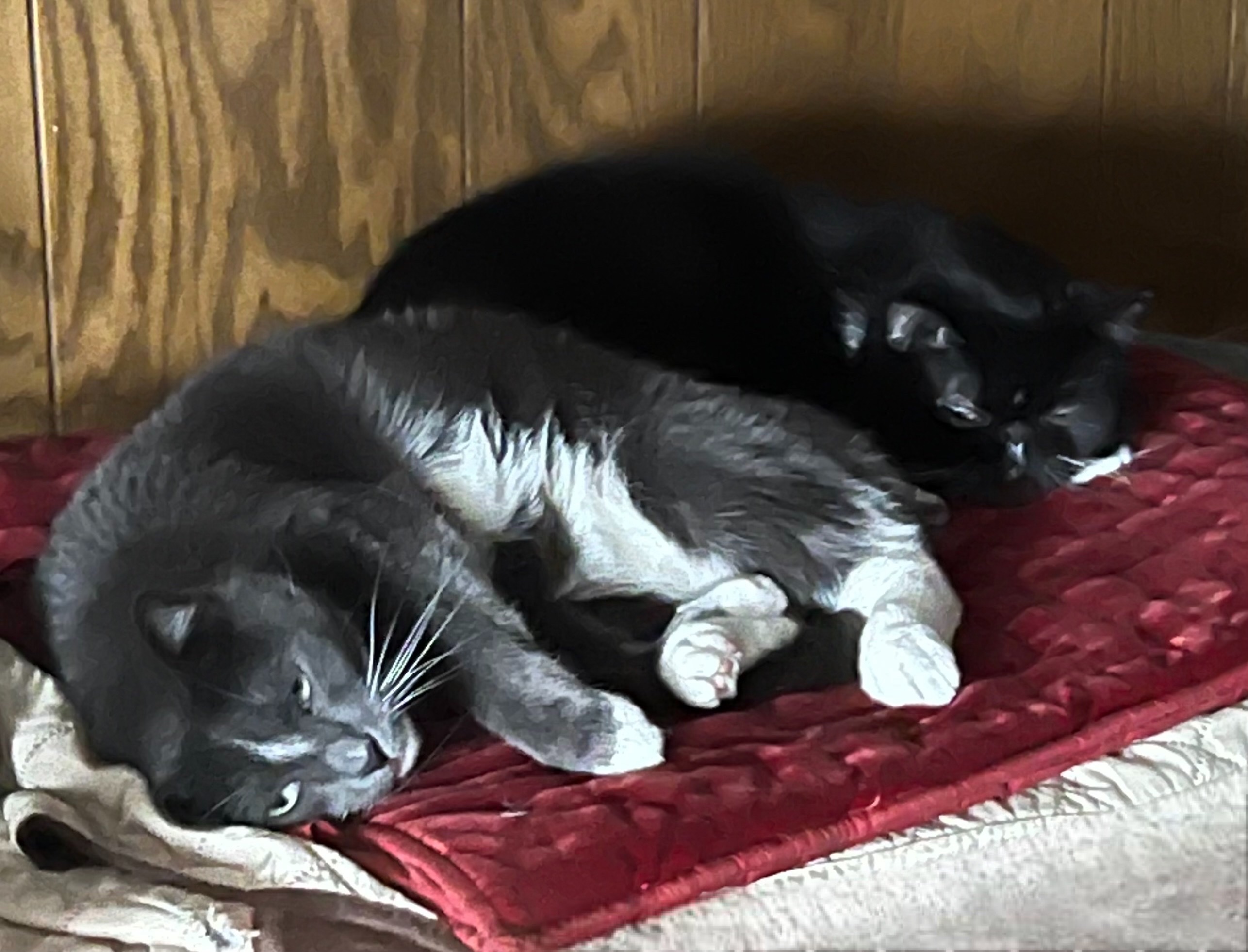 a picture of Pyrus (black) and Taxus (gray) a cat that needs a foster home.