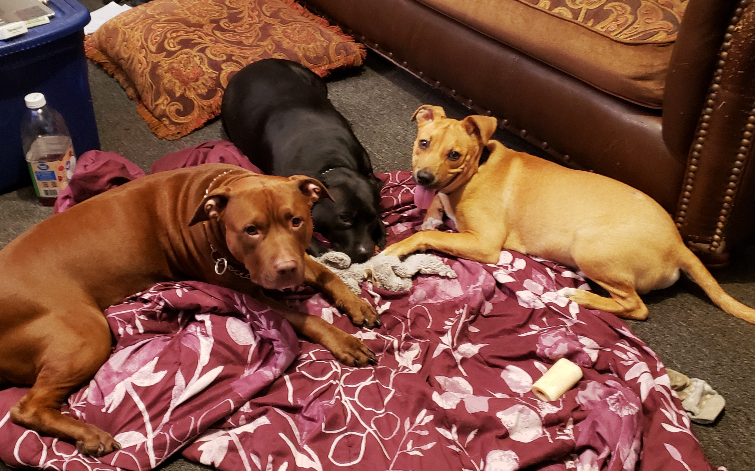 a picture of Gracie(black)/Hazel(rednose)/Charlie(blondish) a dog that needs a foster home.